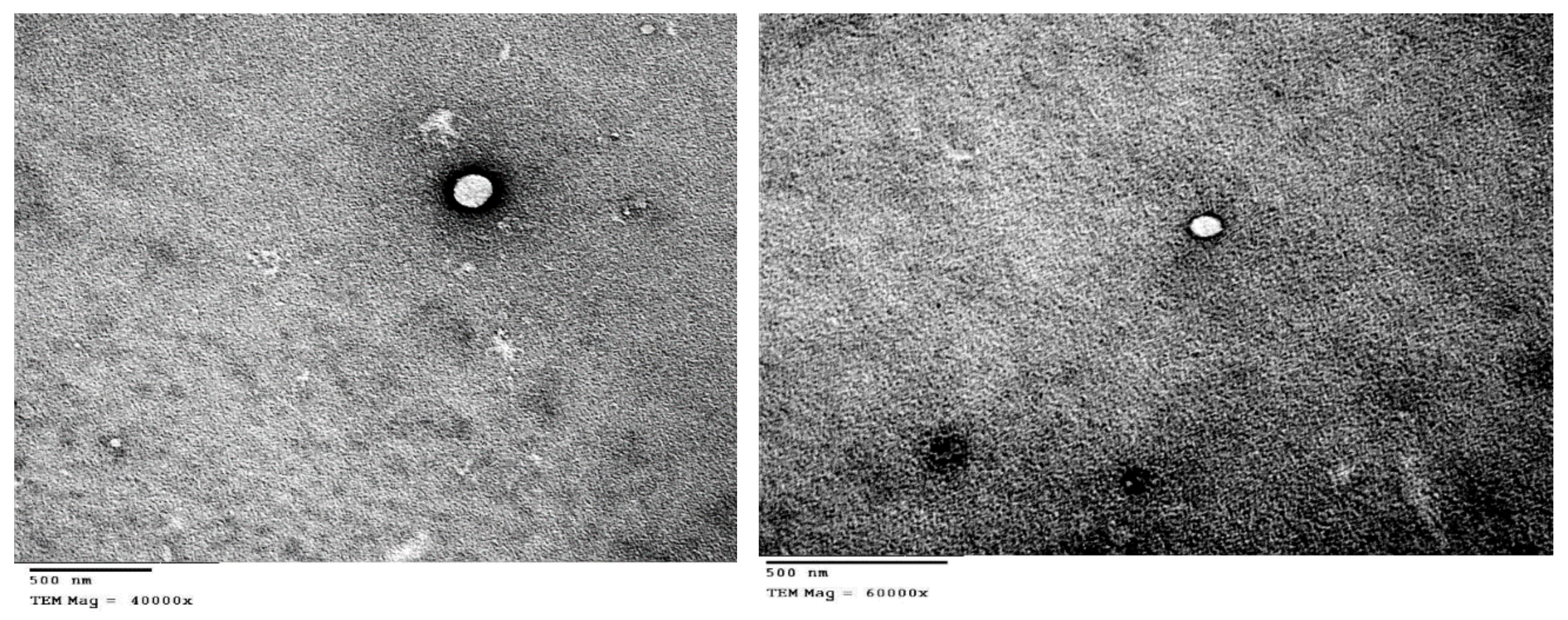 Pharmaceutics 12 00025 g003