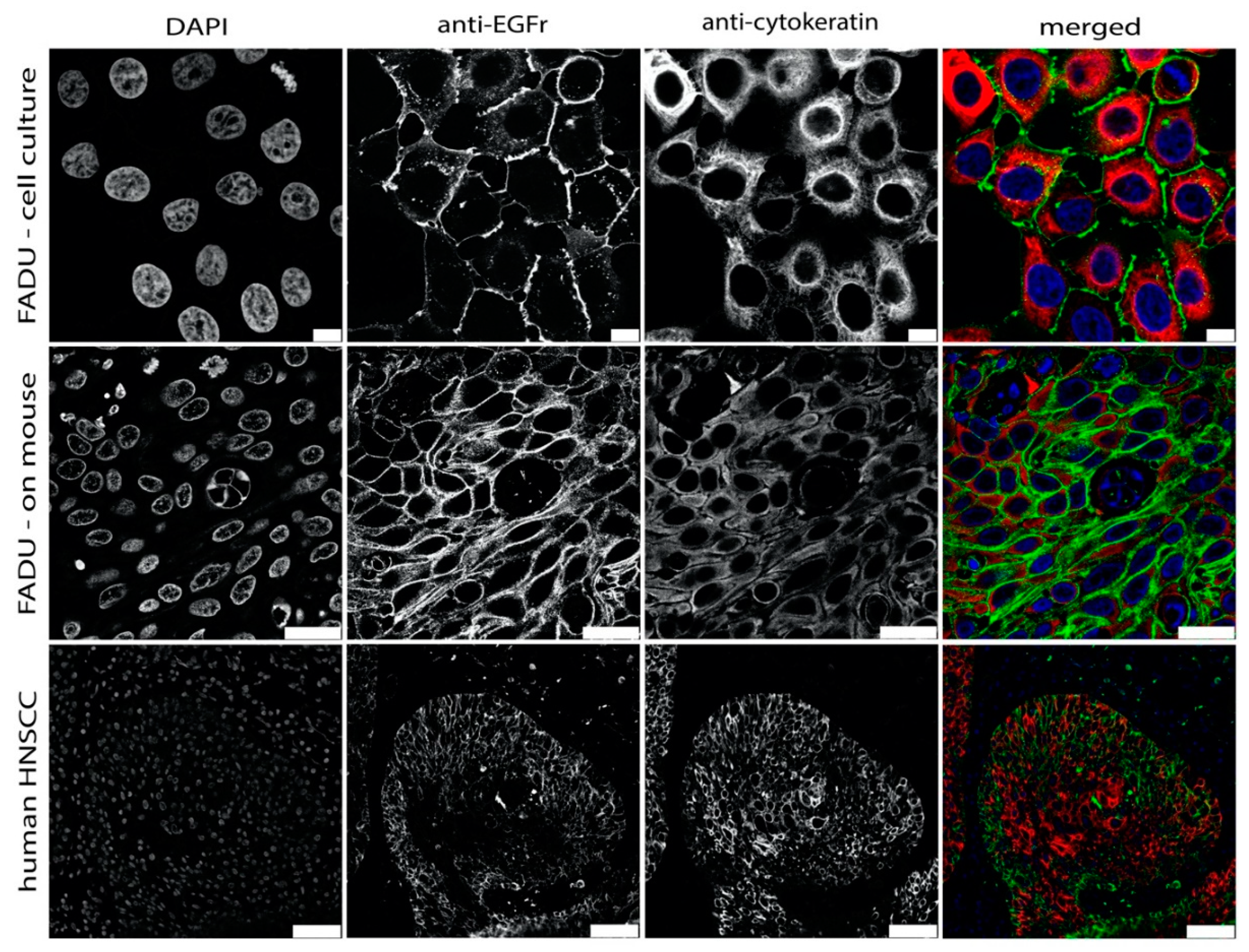 Pharmaceutics 12 00031 g003