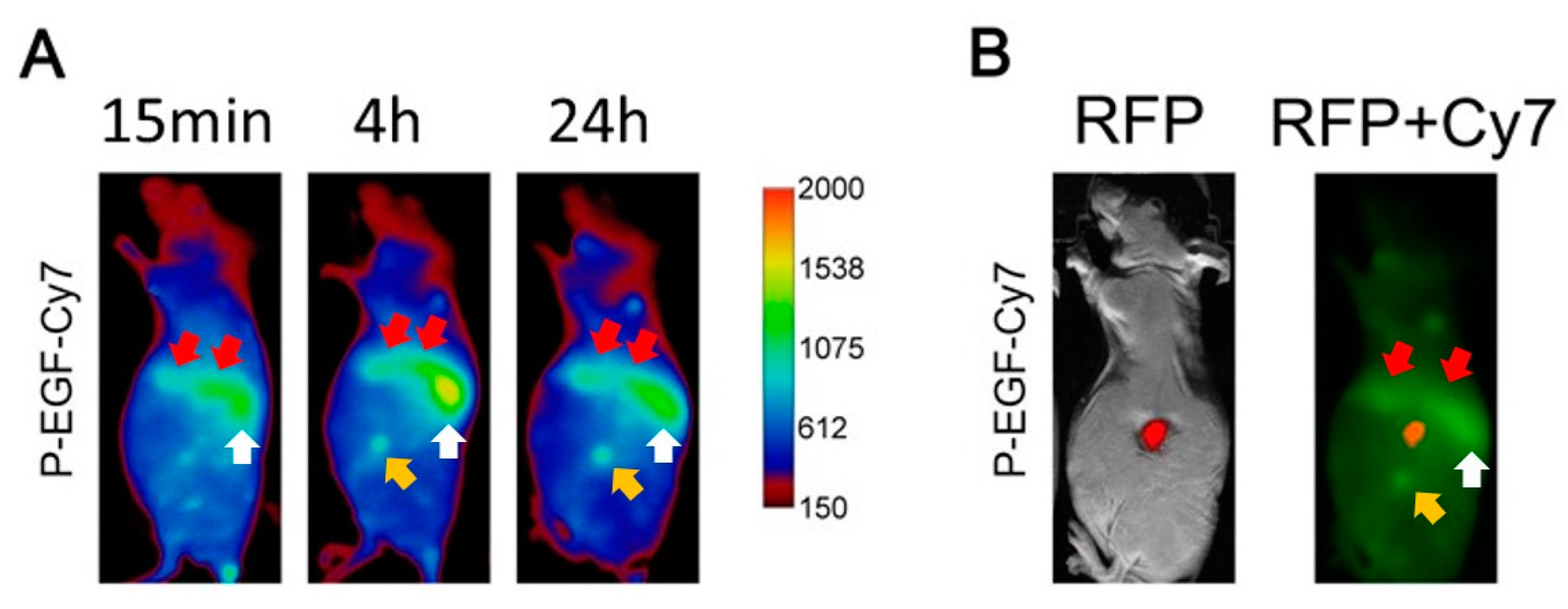 Pharmaceutics 12 00031 g008
