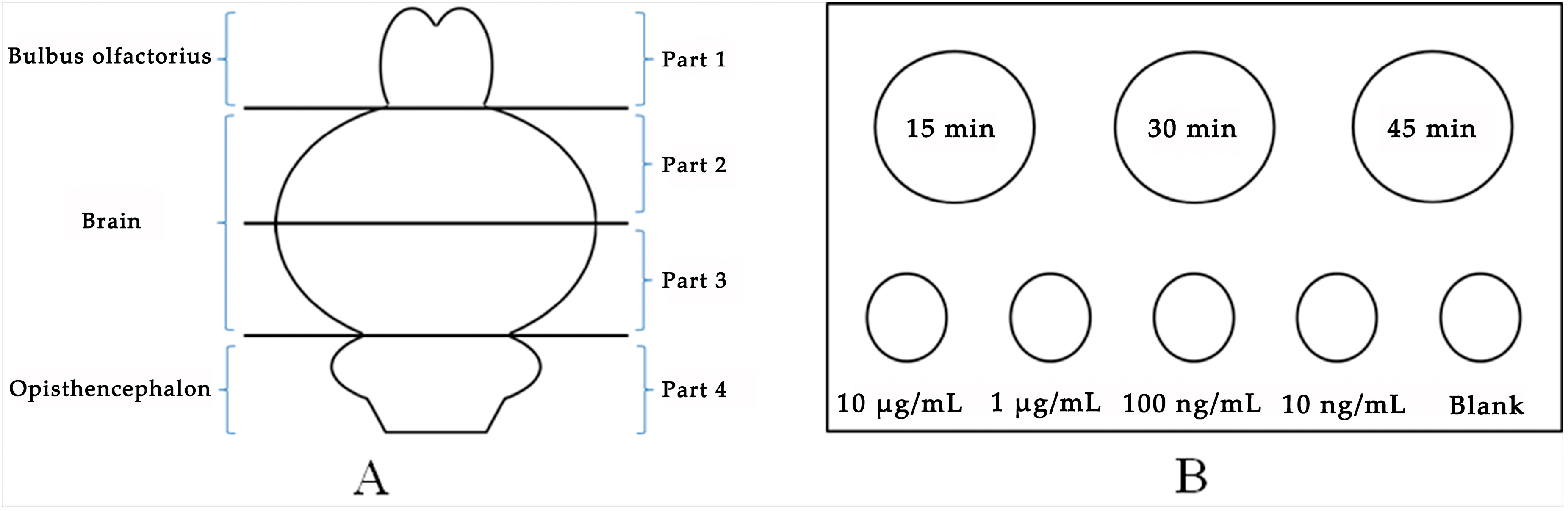 Pharmaceutics 12 00035 g002
