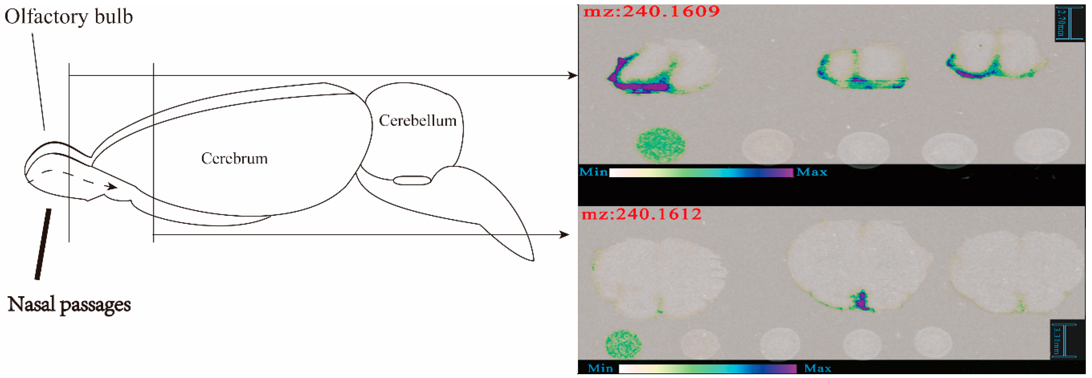 Pharmaceutics 12 00035 g006