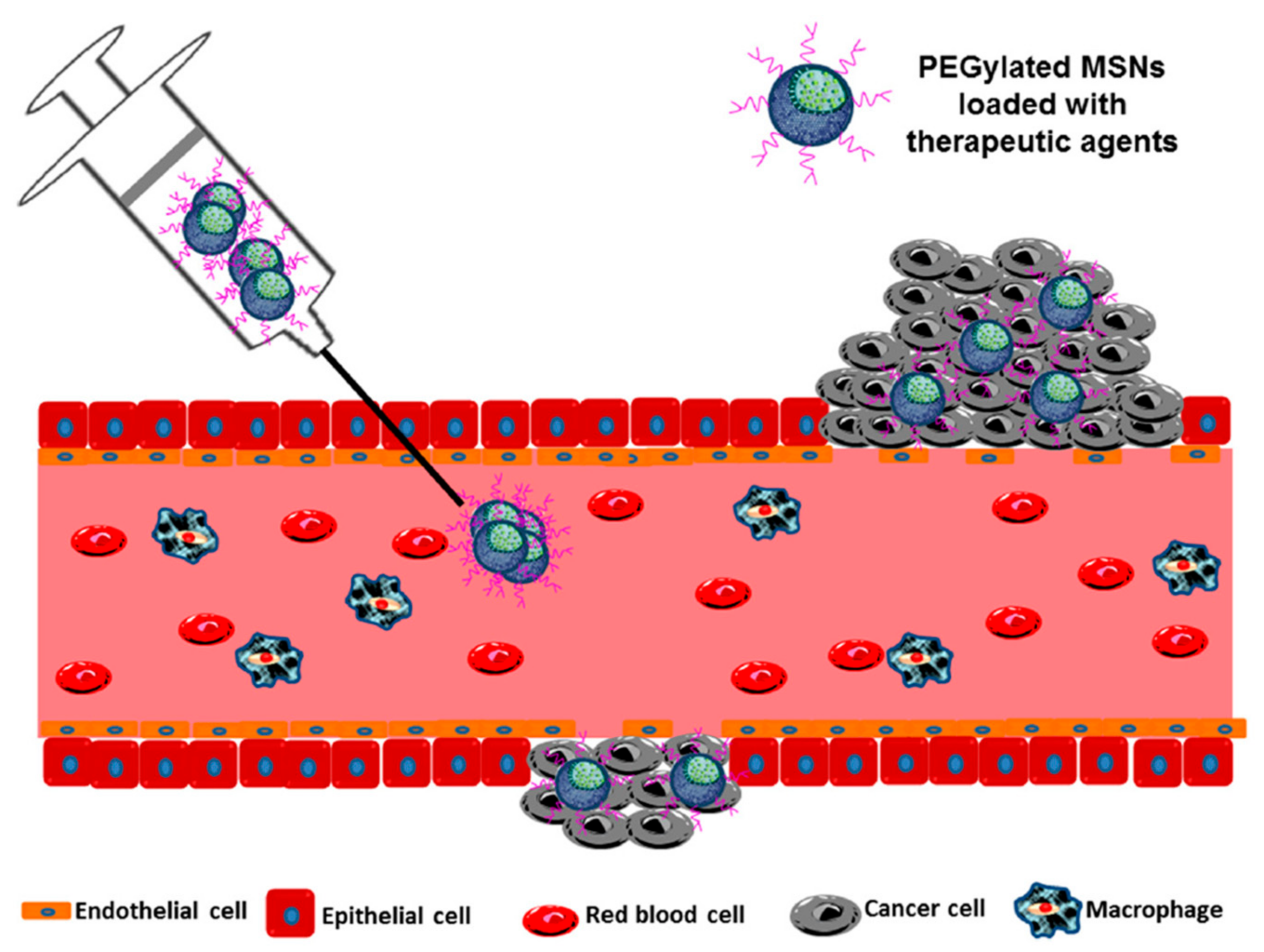 Pharmaceutics 12 00083 g003