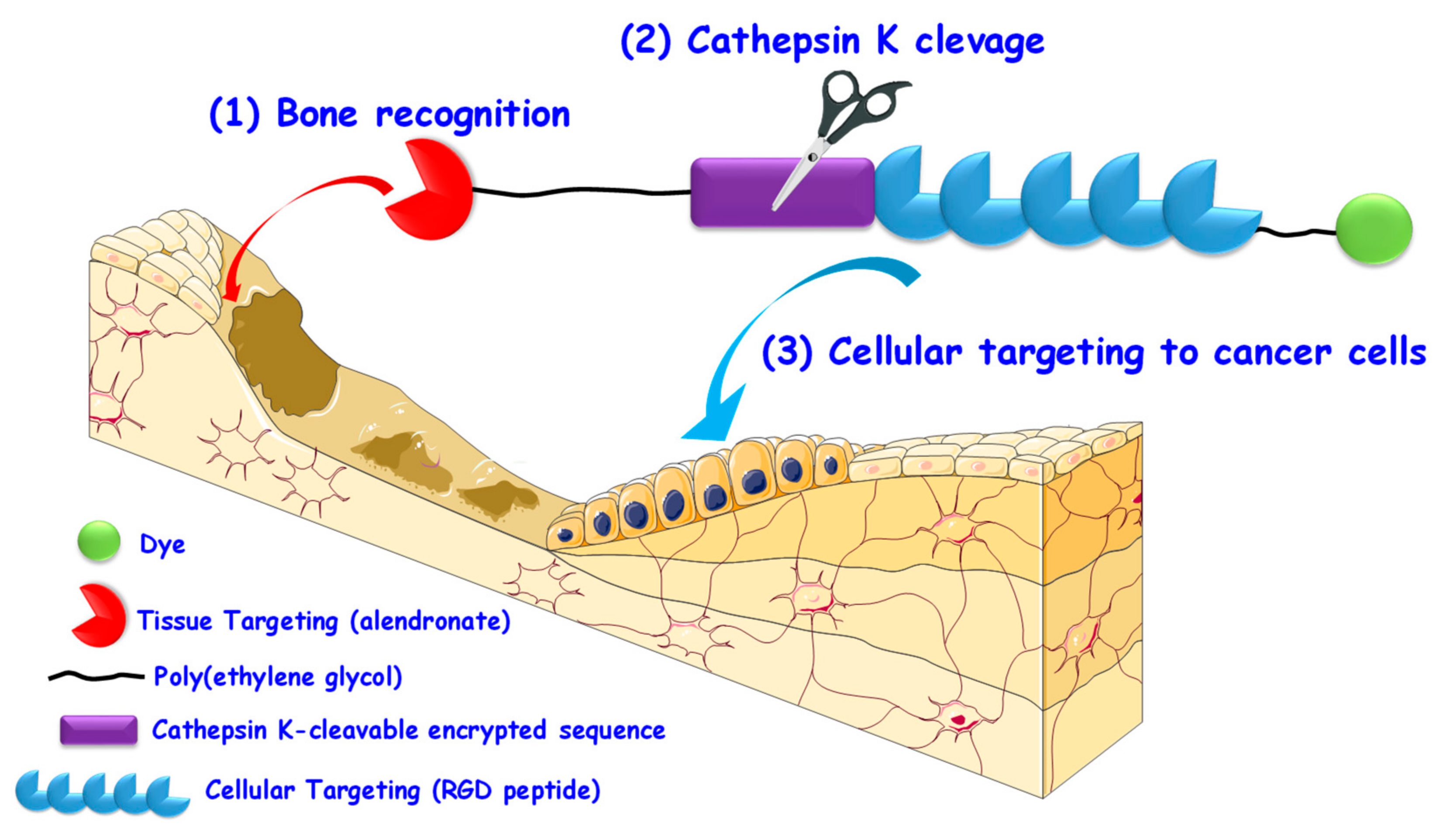 Pharmaceutics 12 00083 g004