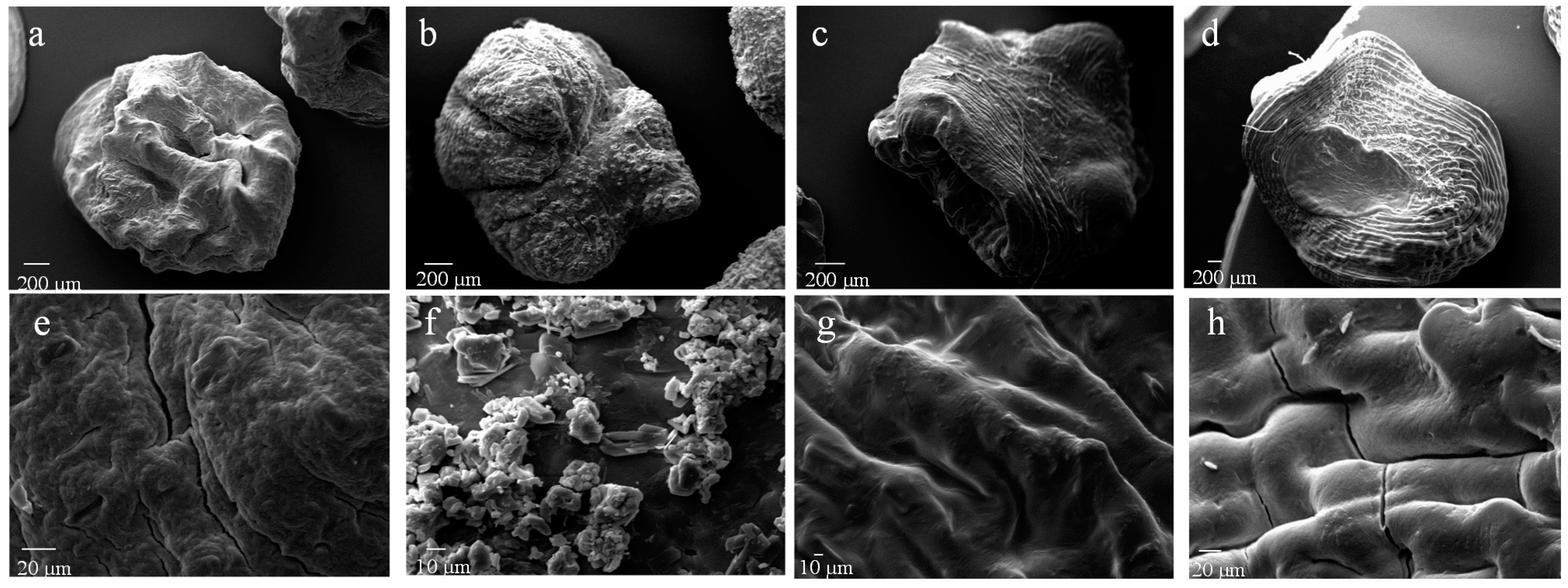 Pharmaceutics 12 00087 g001