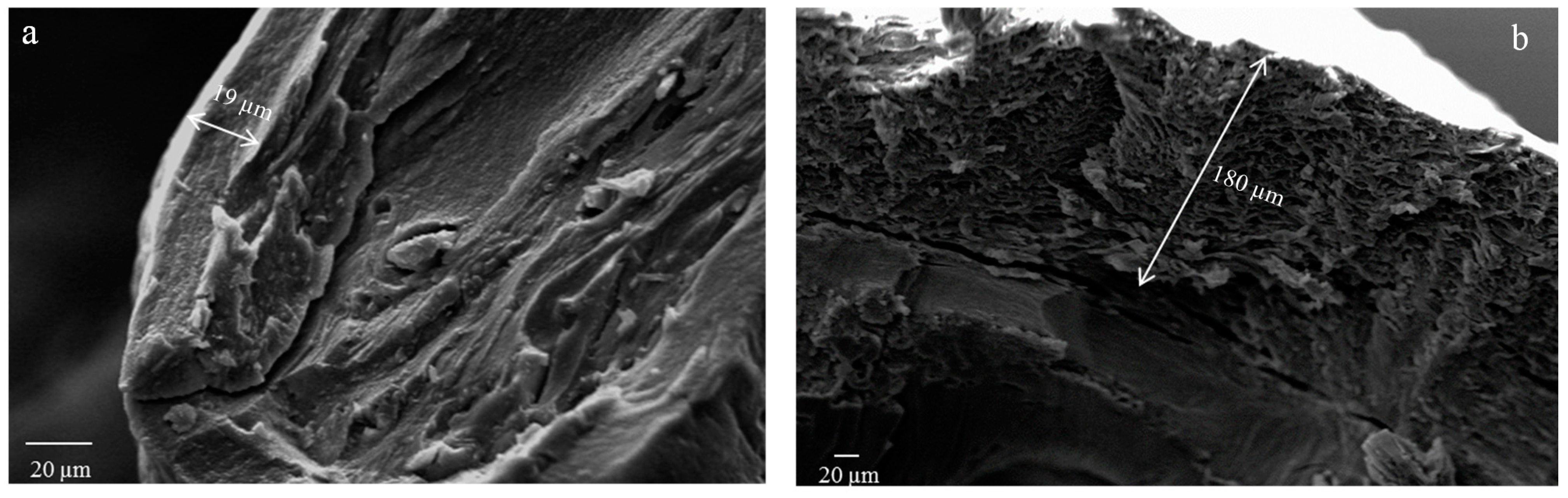 Pharmaceutics 12 00087 g002