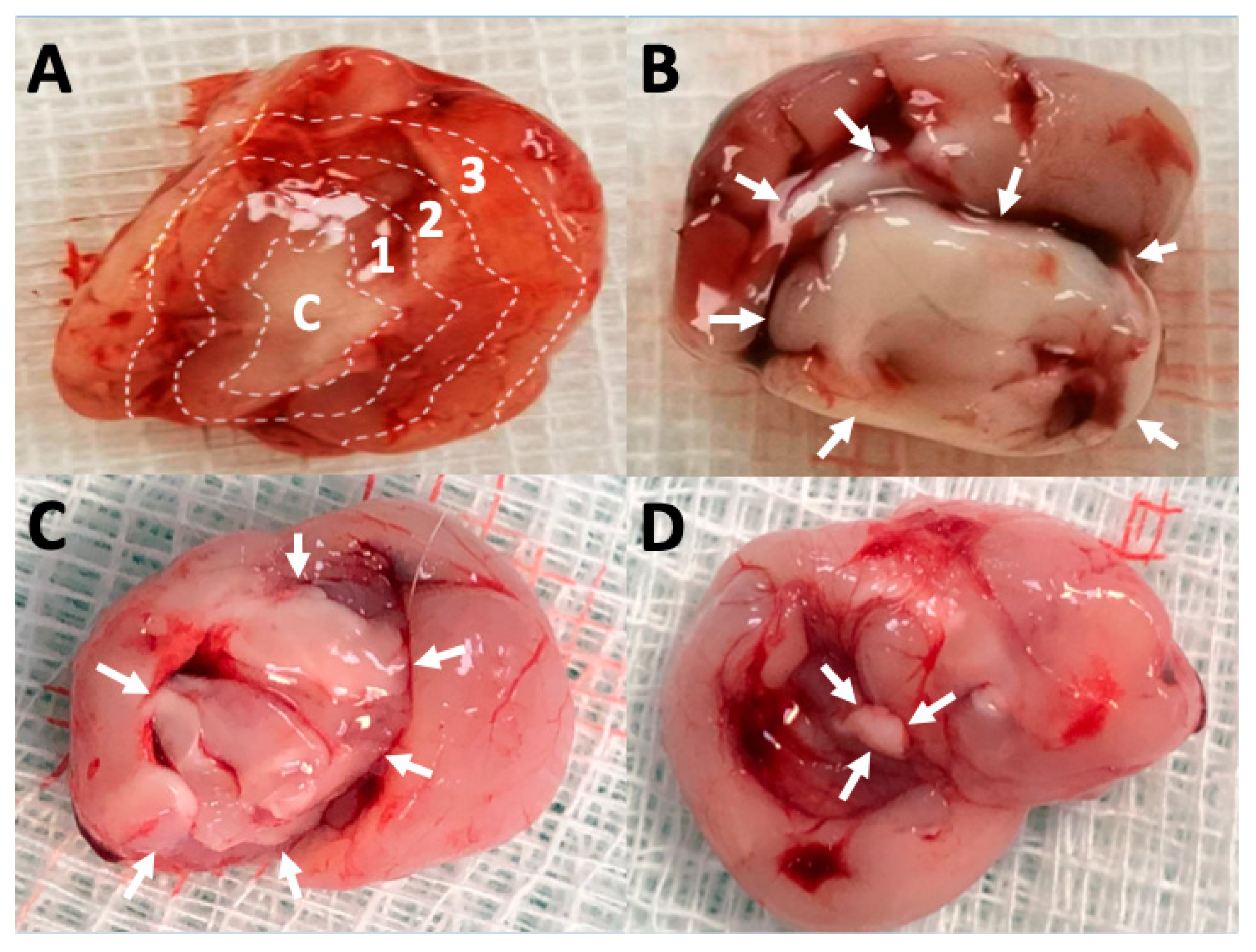 Pharmaceutics 12 00091 g001