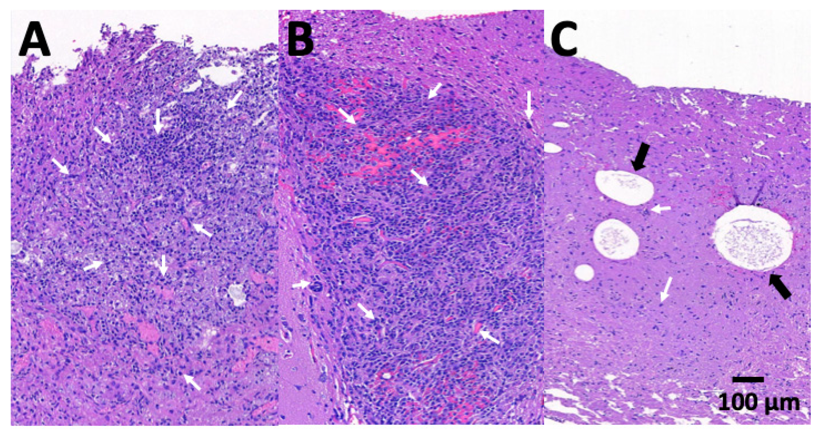 Pharmaceutics 12 00091 g009