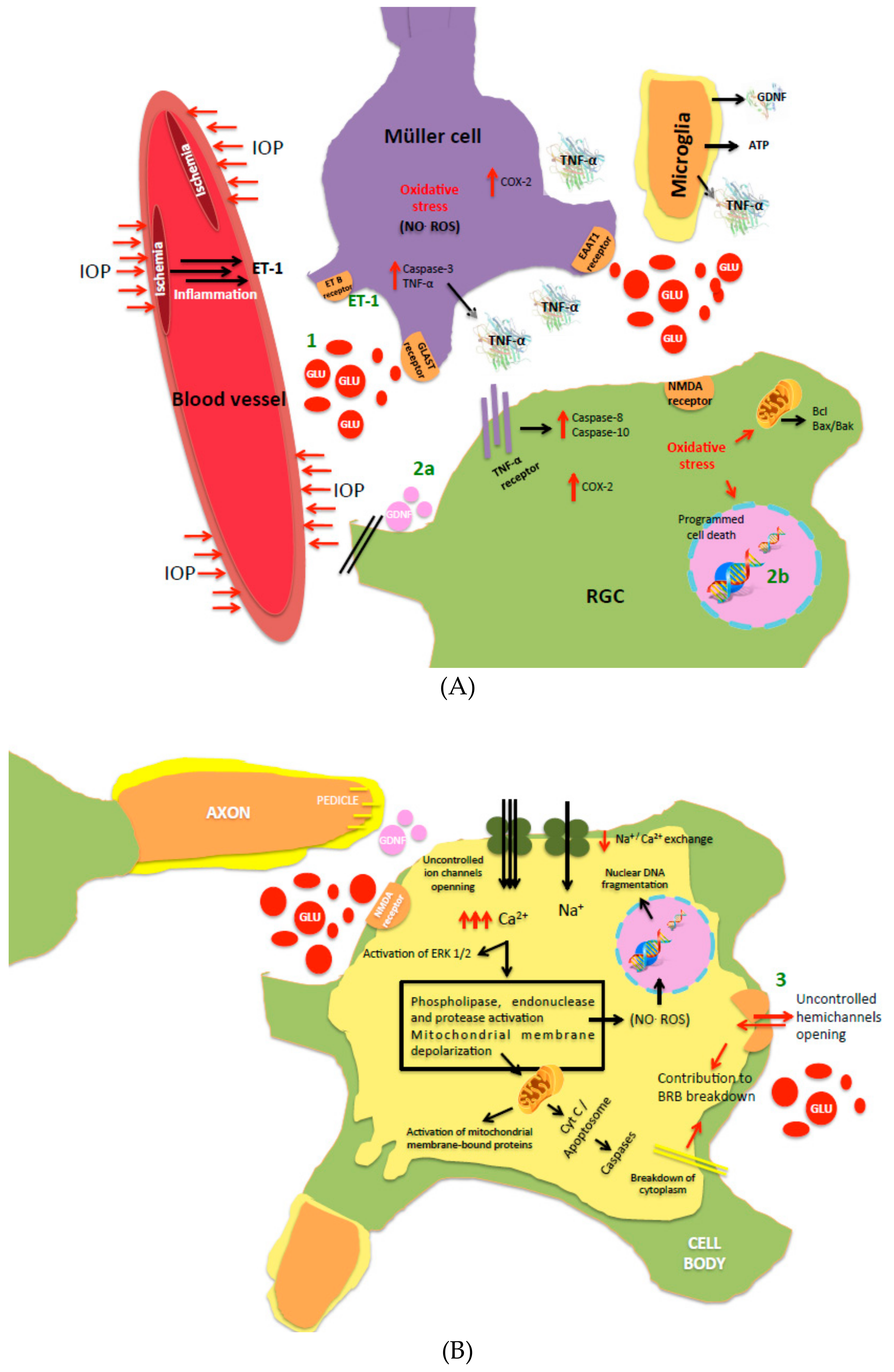 Pharmaceutics 12 00094 g001