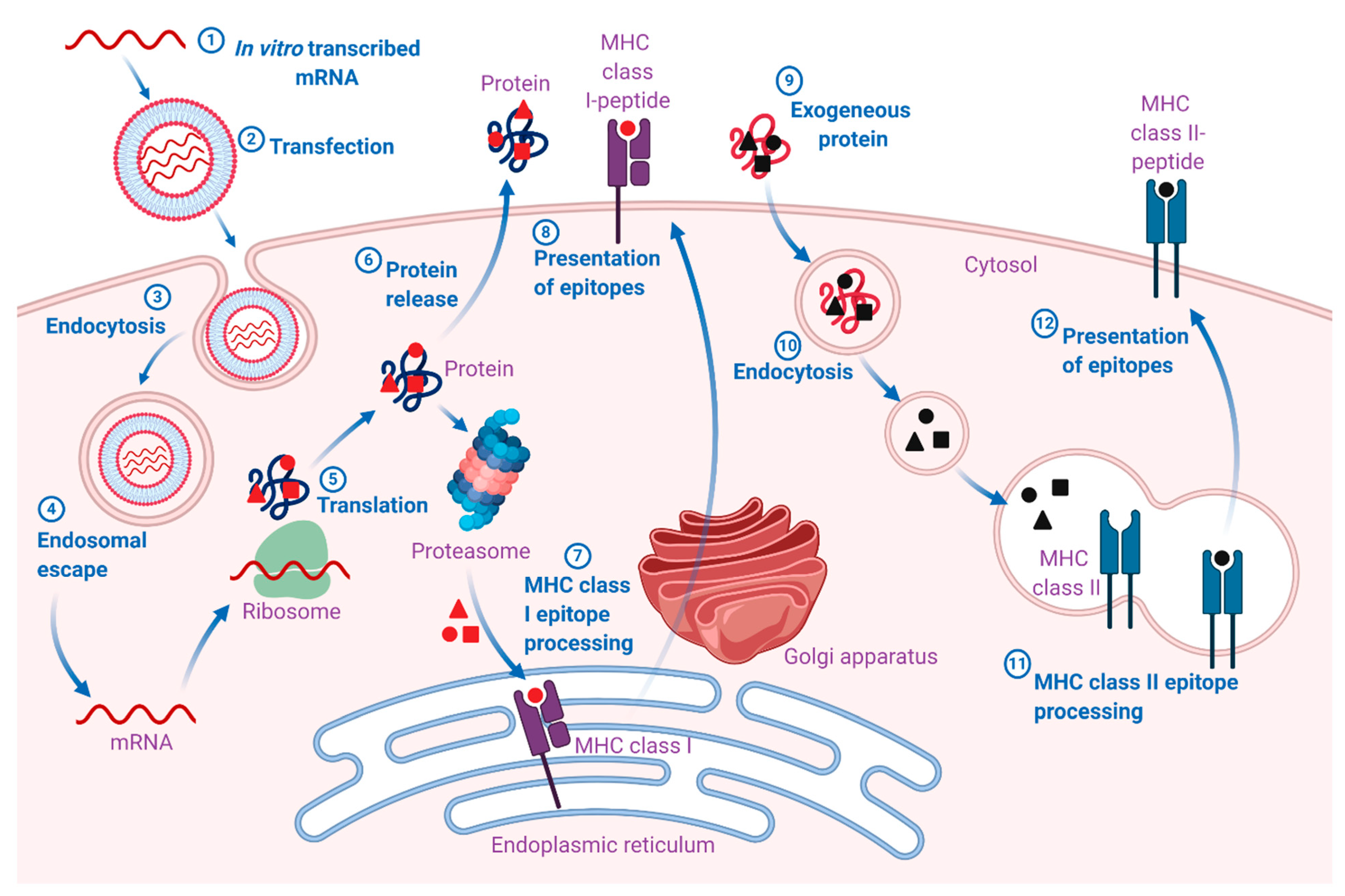 Pharmaceutics 12 00102 g001