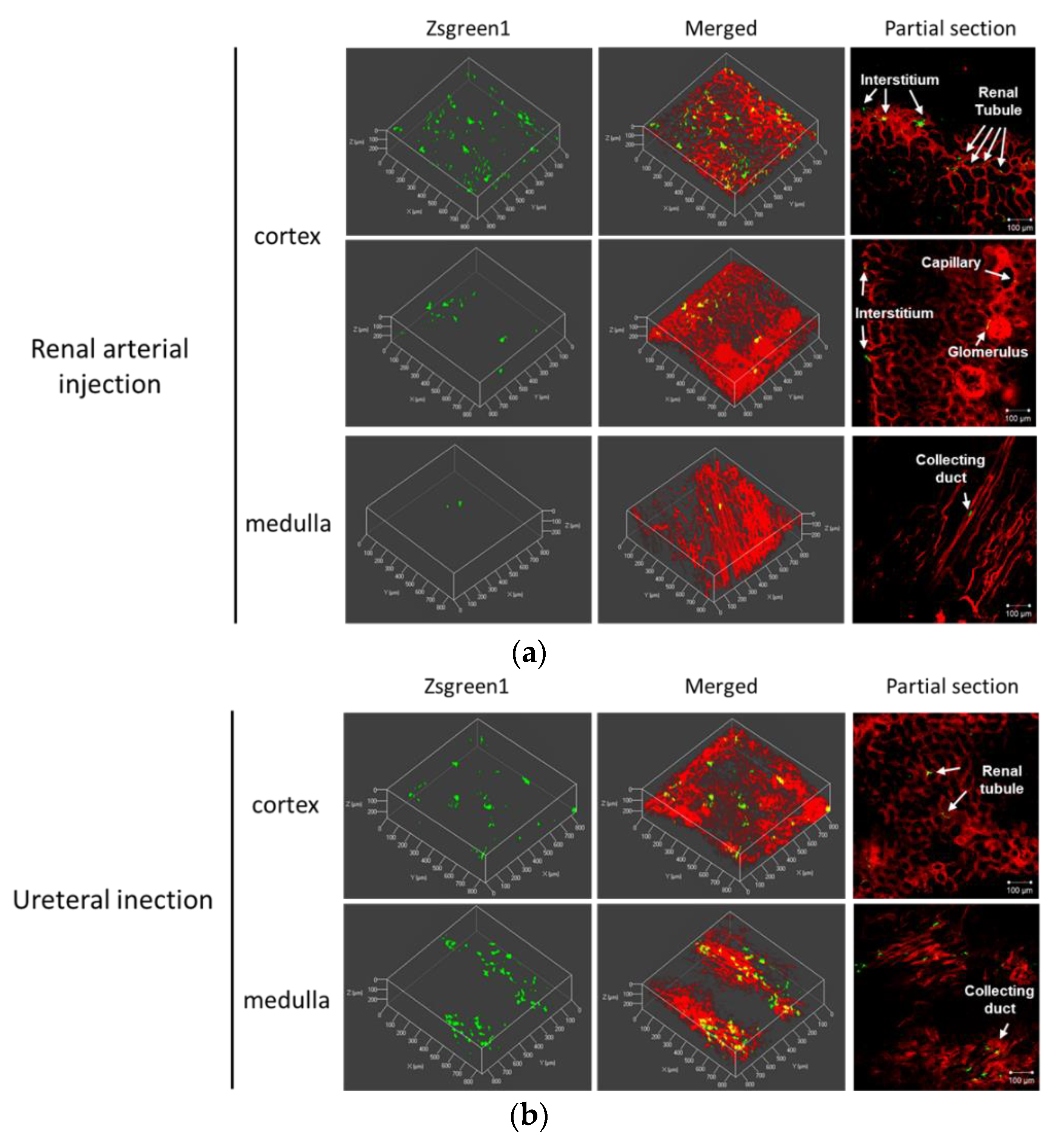 Pharmaceutics 12 00114 g004