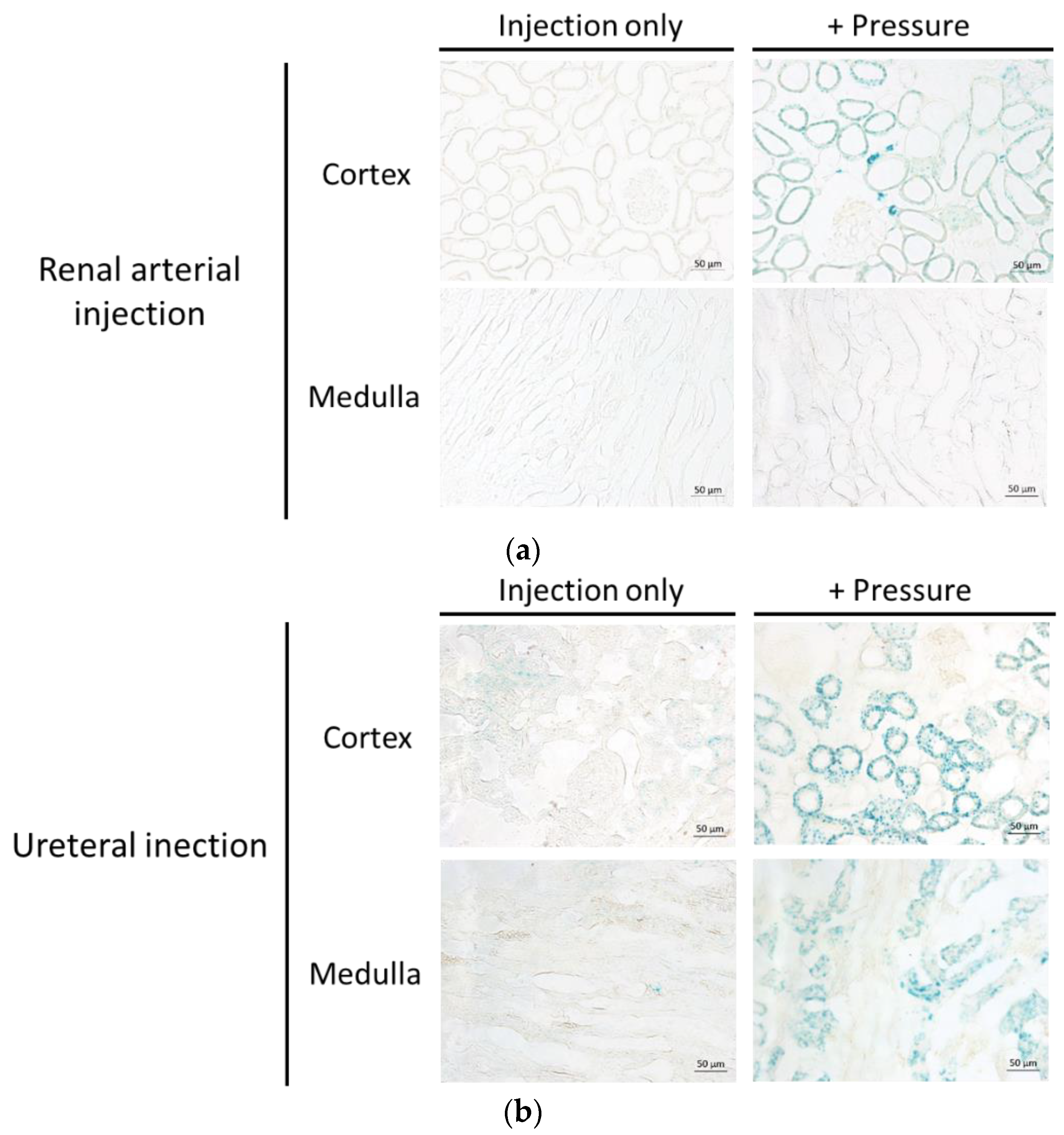 Pharmaceutics 12 00114 g005