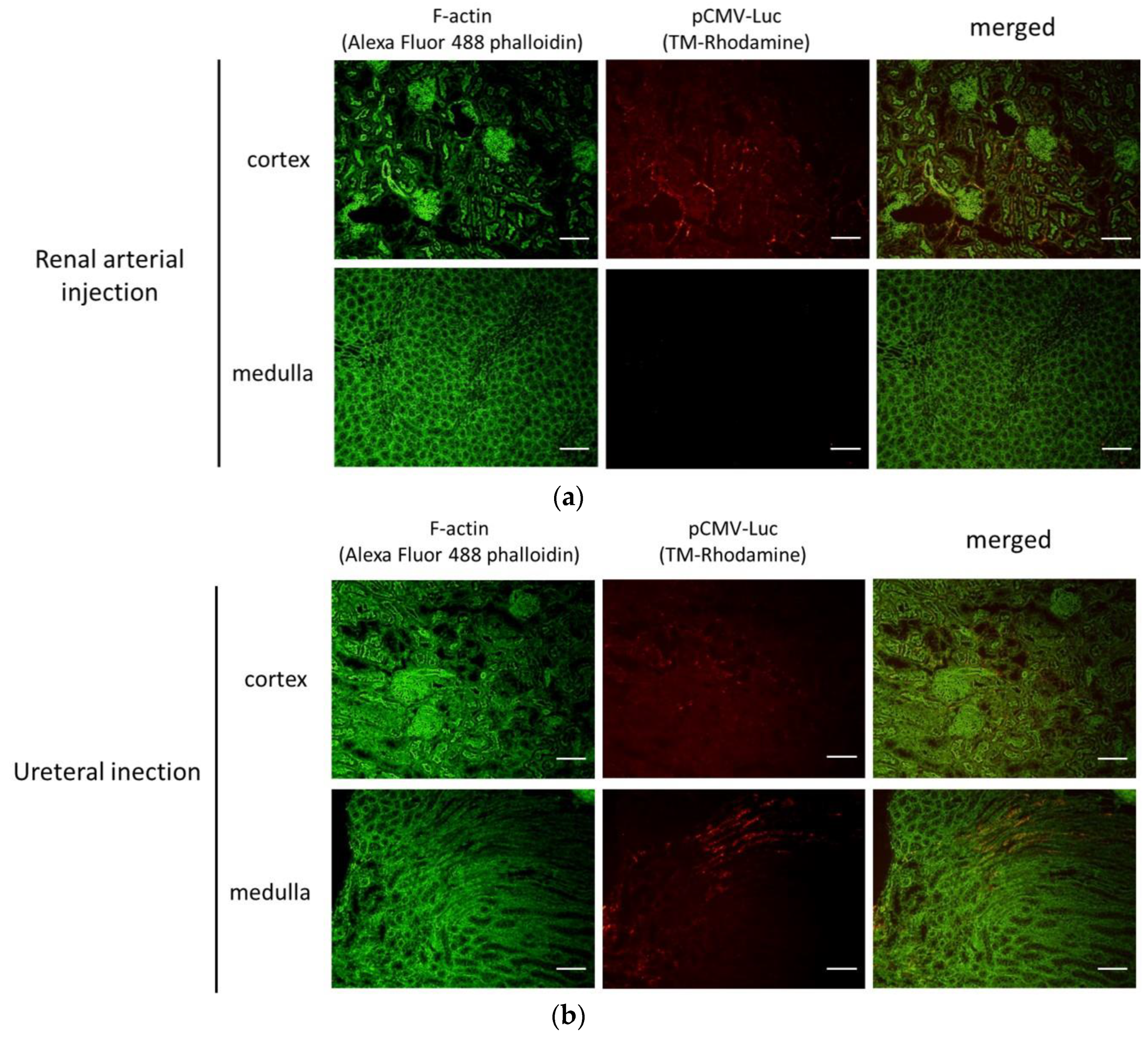 Pharmaceutics 12 00114 g006
