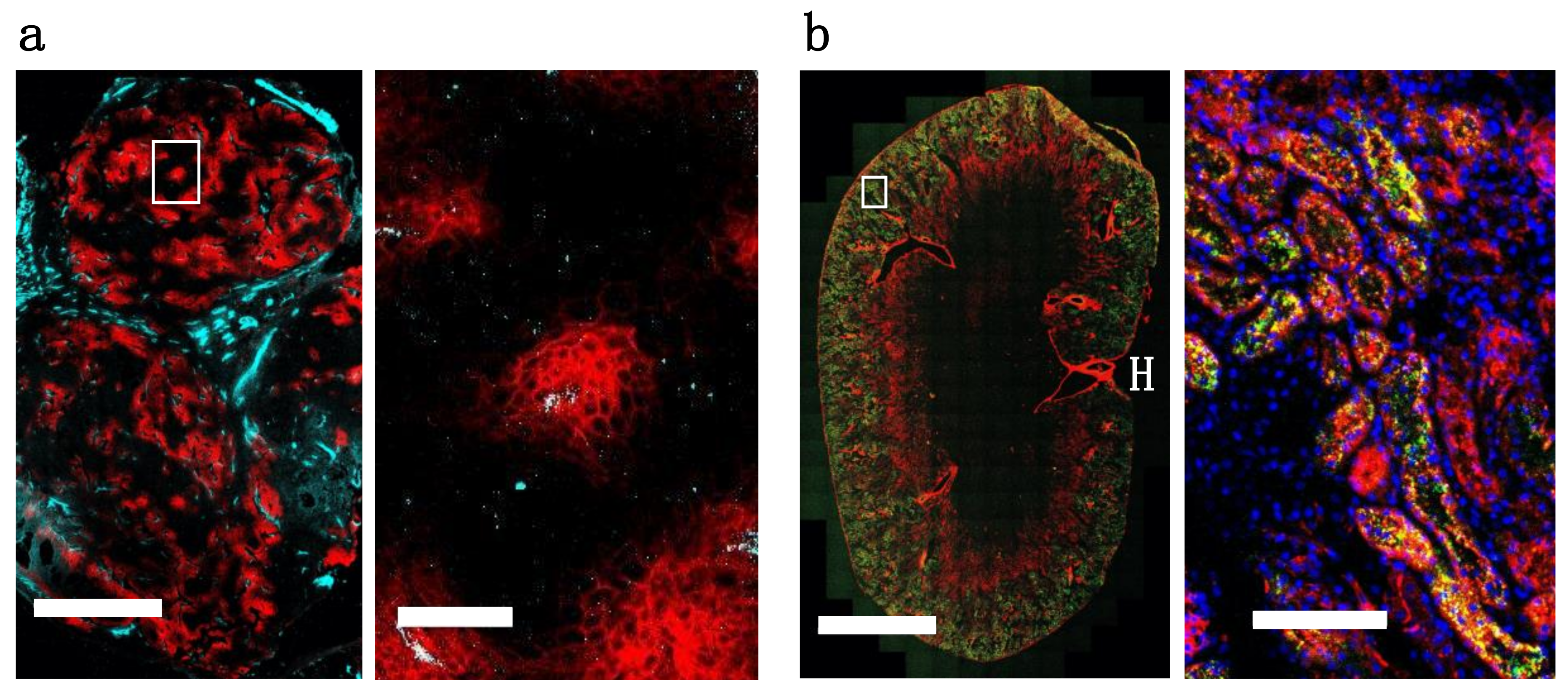Pharmaceutics 12 00132 g005