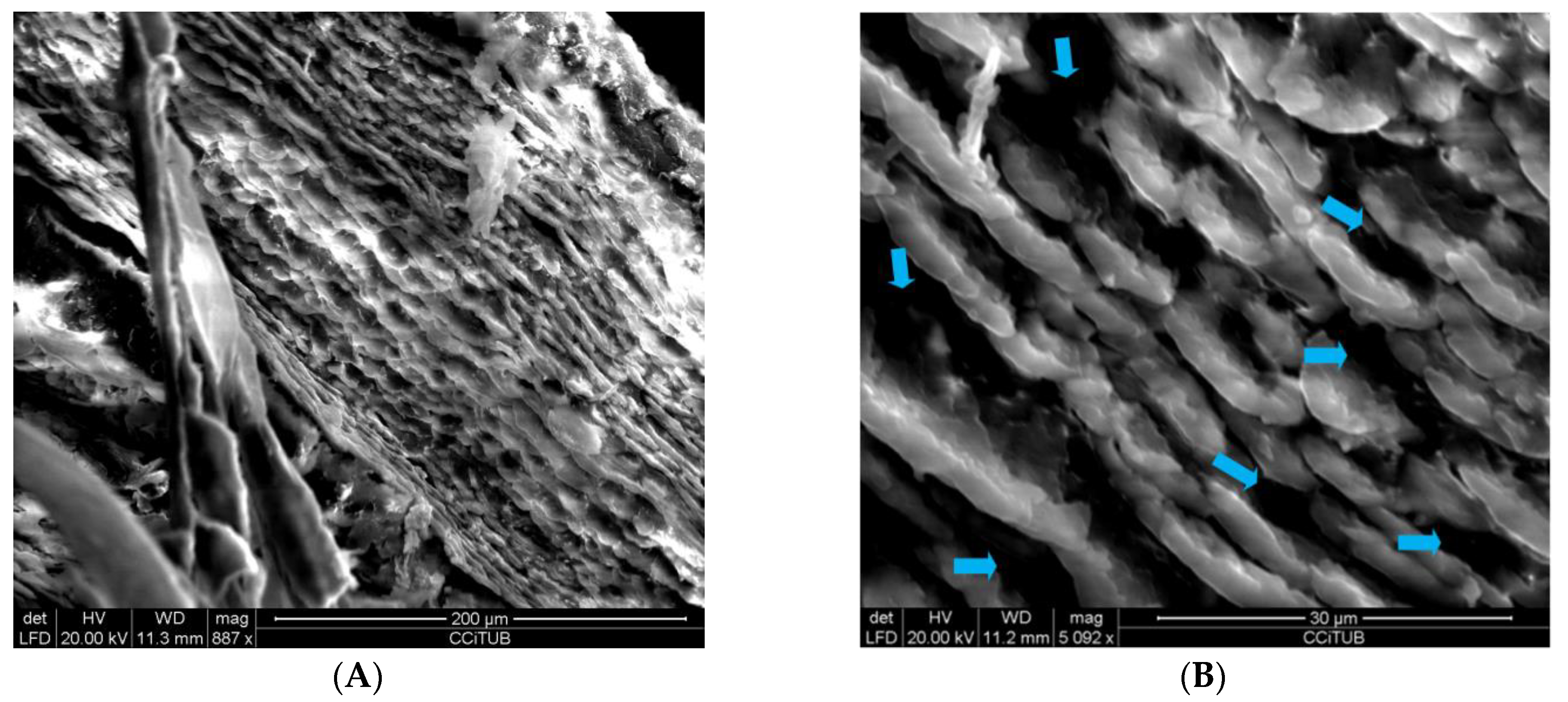 Pharmaceutics 12 00149 g001