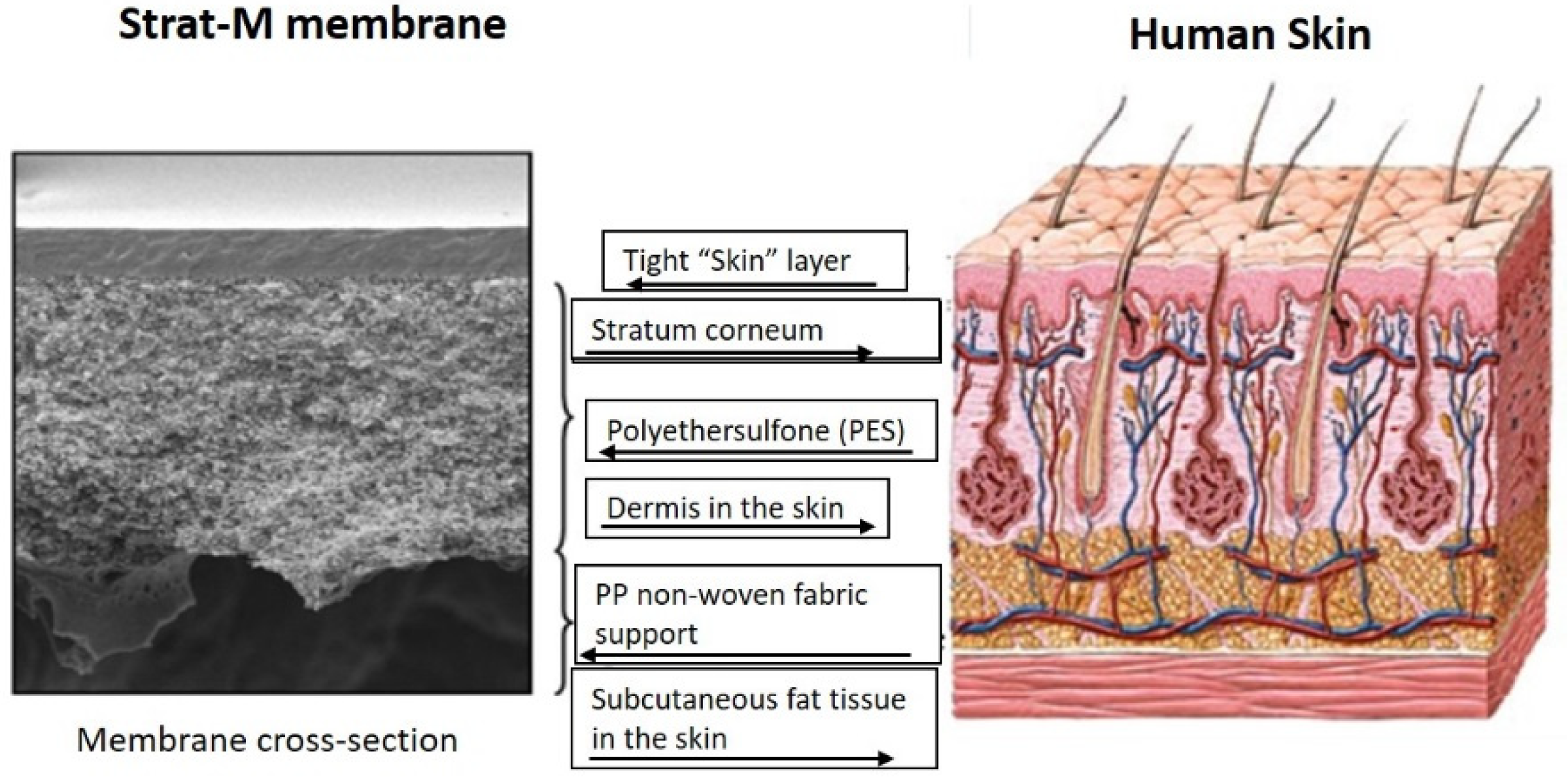 Pharmaceutics 12 00152 g004