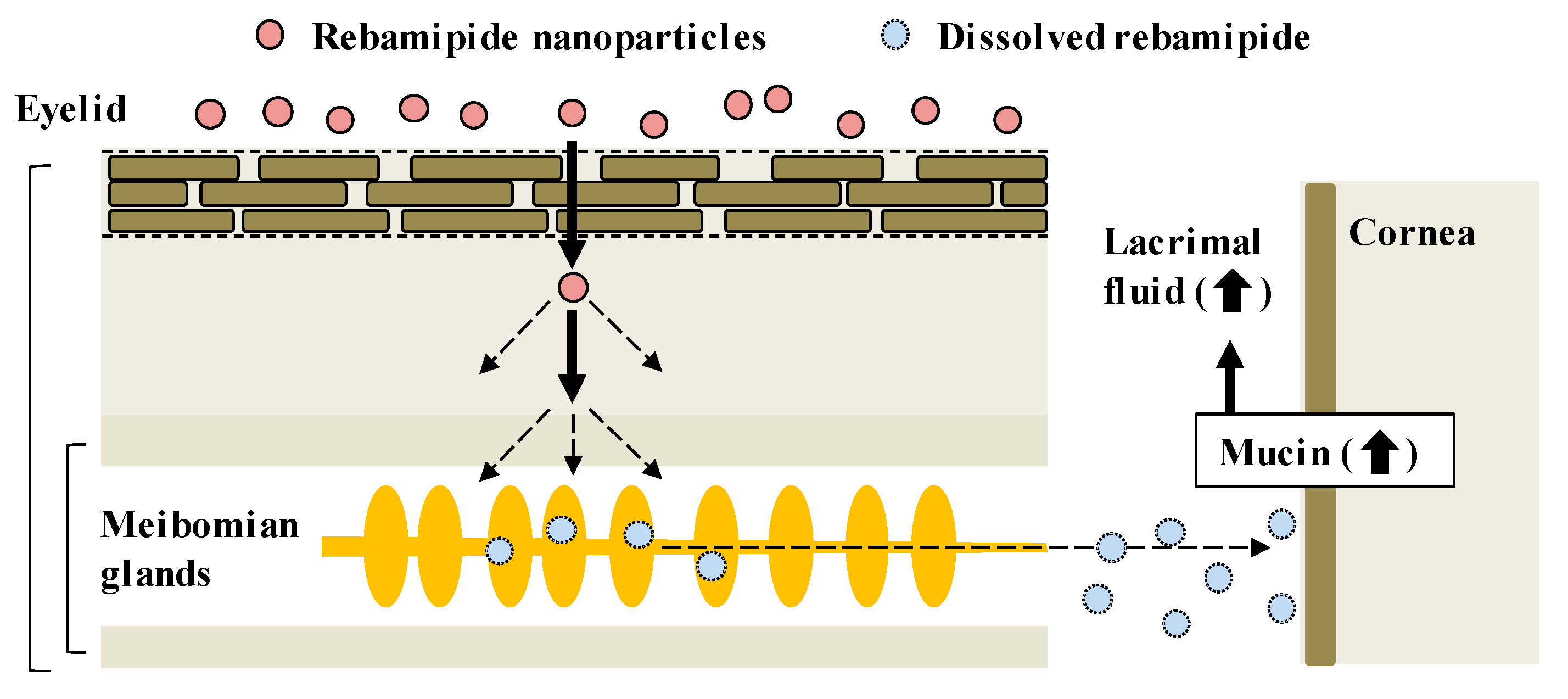 Pharmaceutics 12 00155 g007