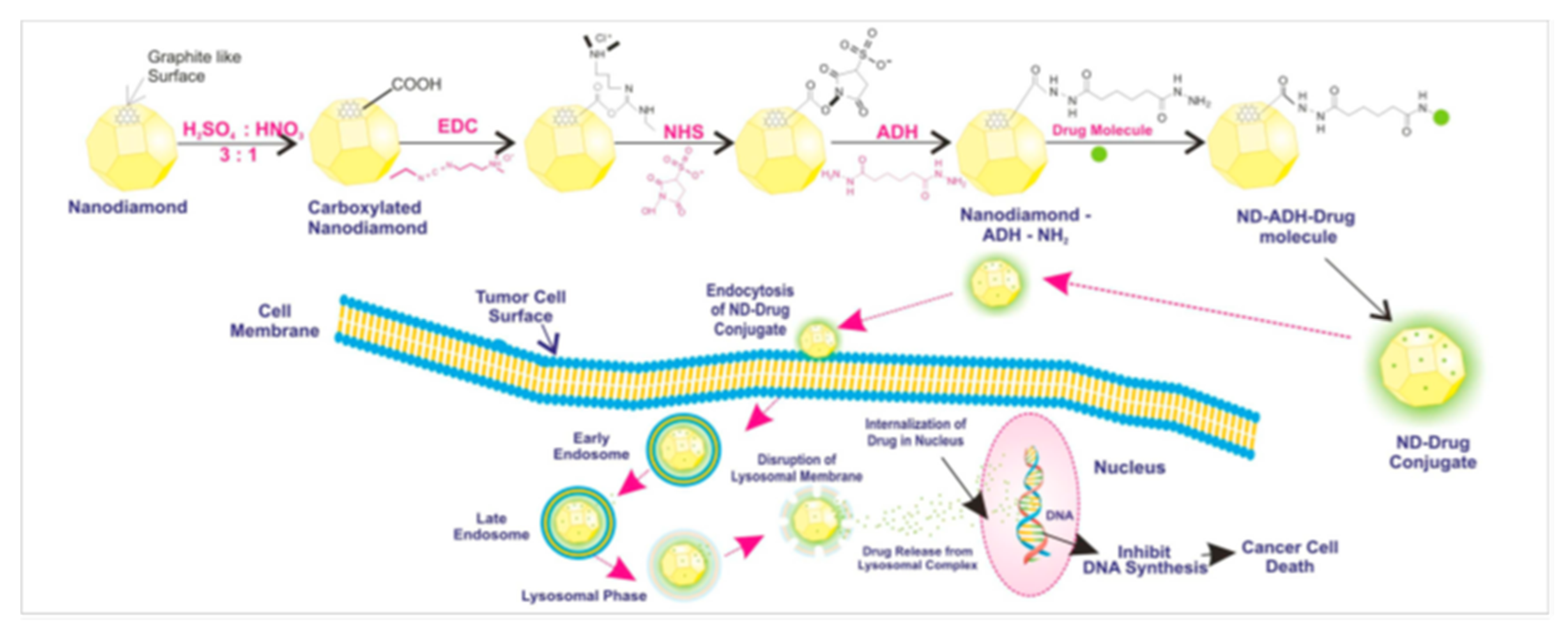 Pharmaceutics 12 00156 g007