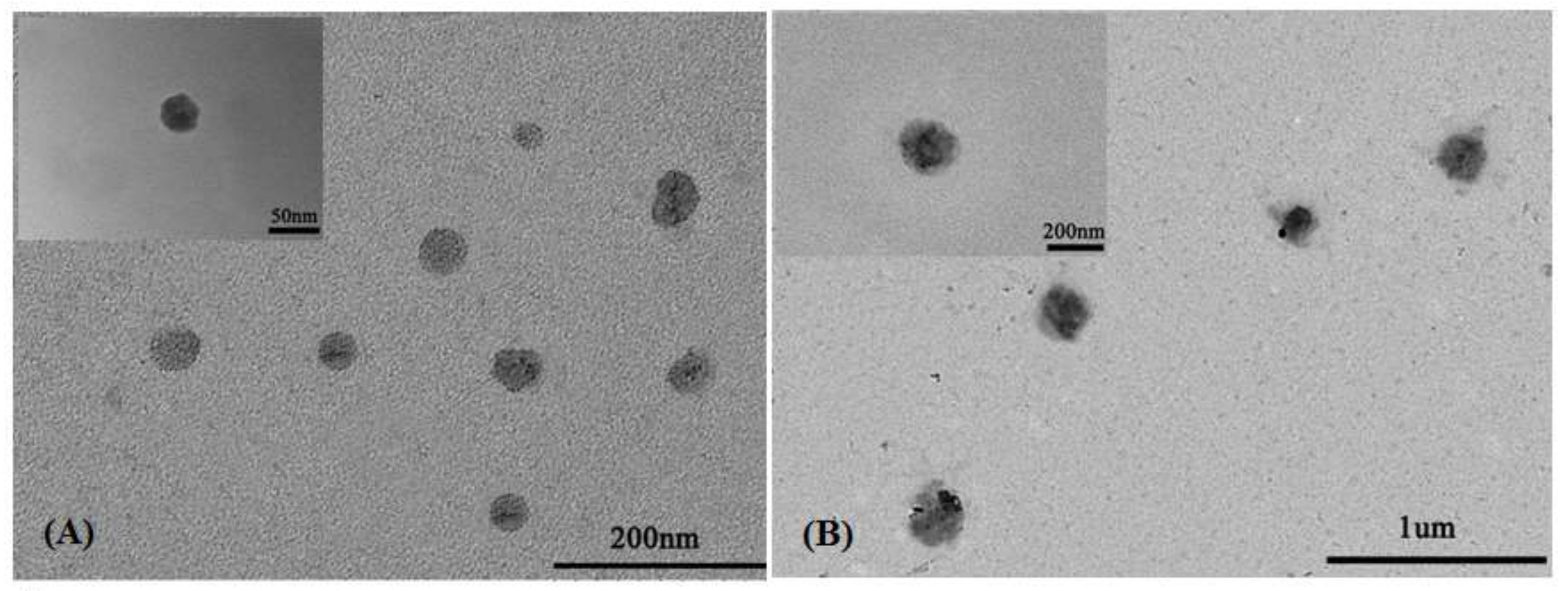 Pharmaceutics 12 00170 g006