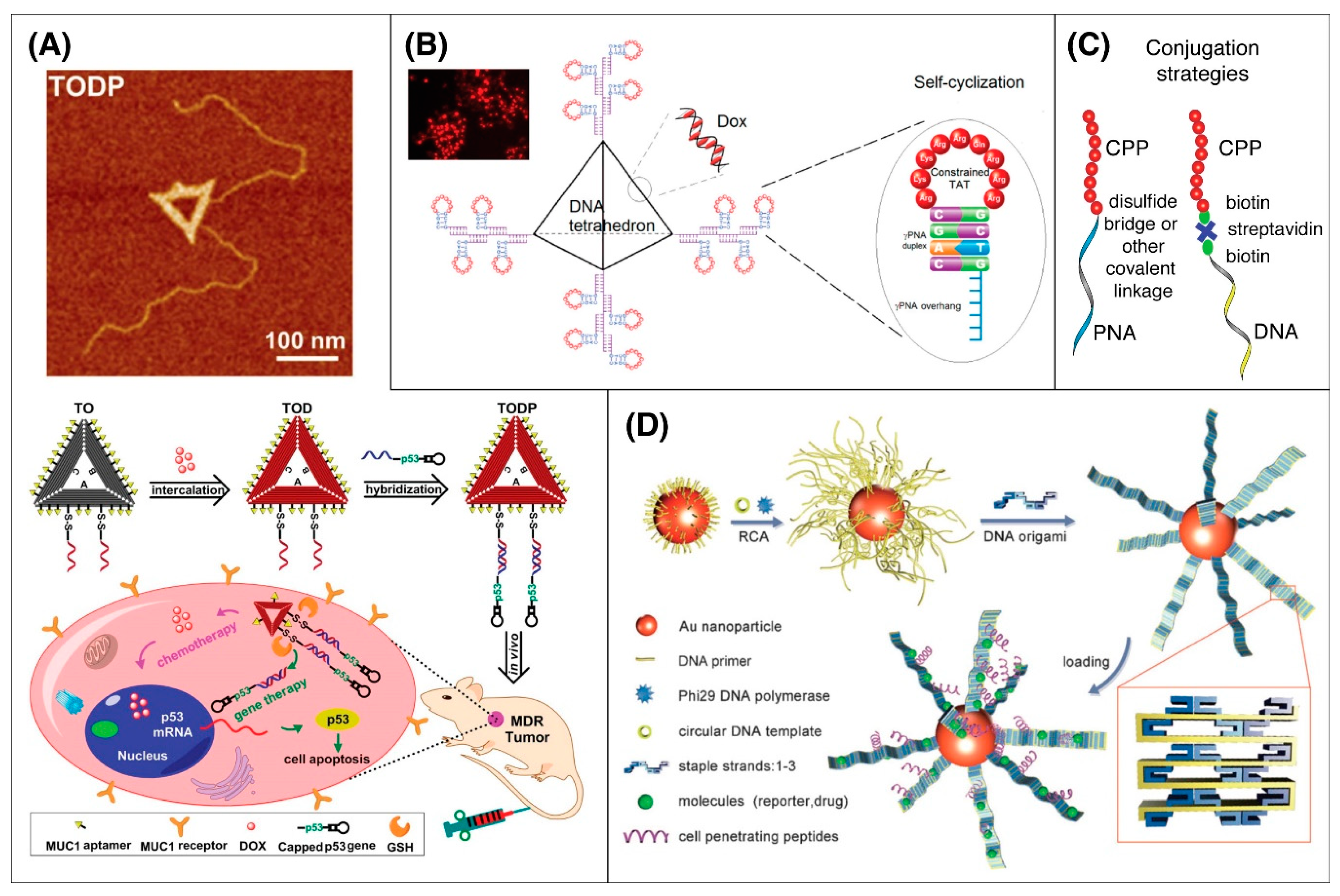 Pharmaceutics 12 00225 g003