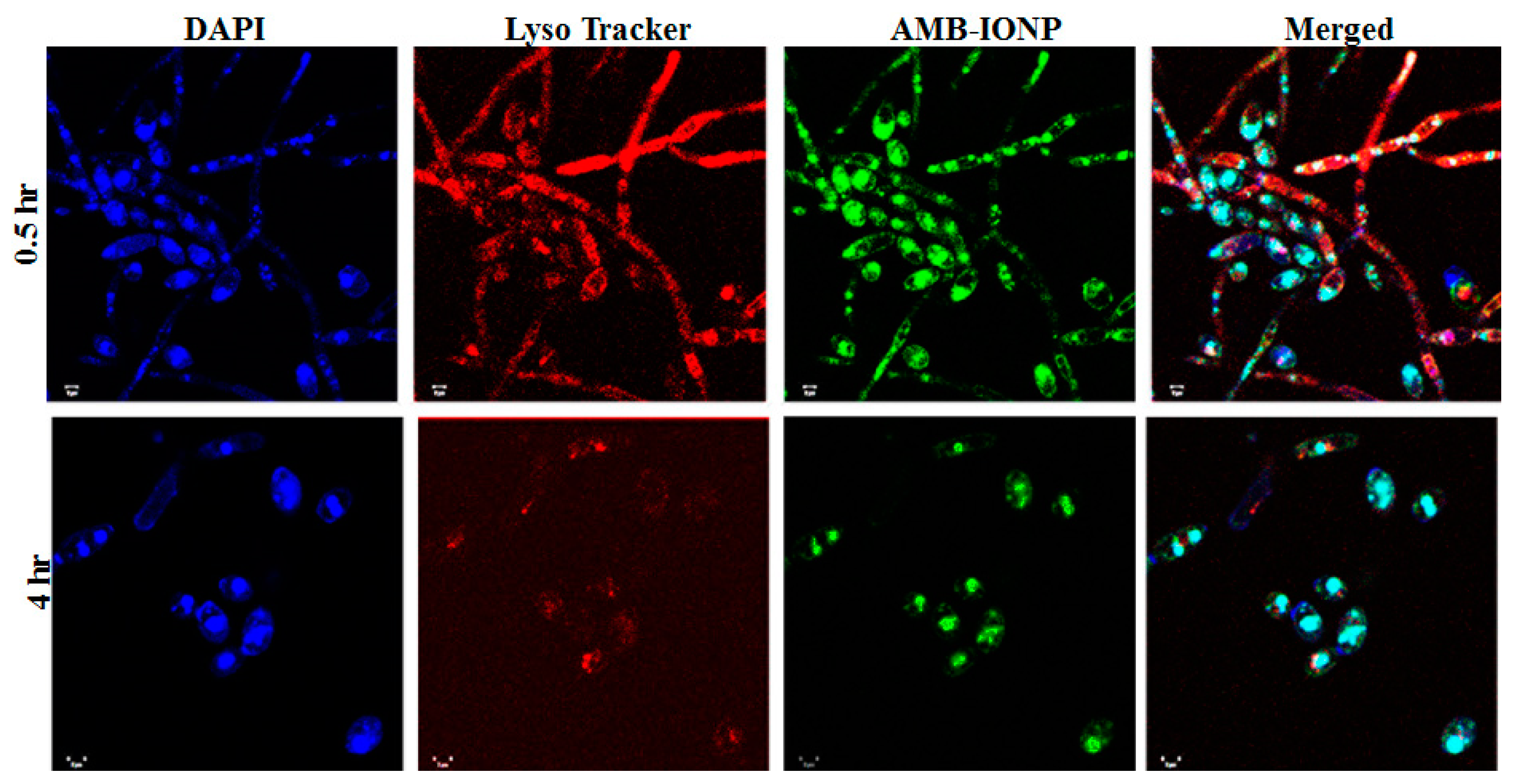 Pharmaceutics 12 00247 g007 Pharmaceutics 12 00247 g007