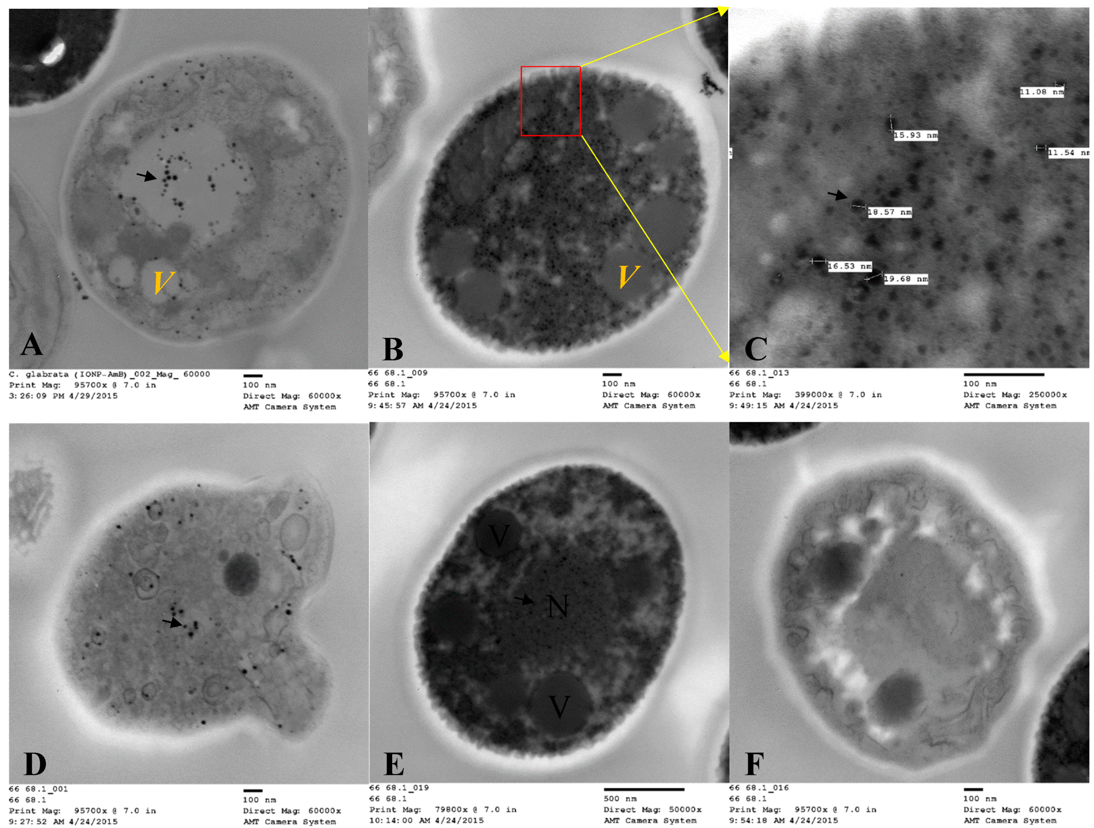 Pharmaceutics 12 00247 g018 Pharmaceutics 12 00247 g018
