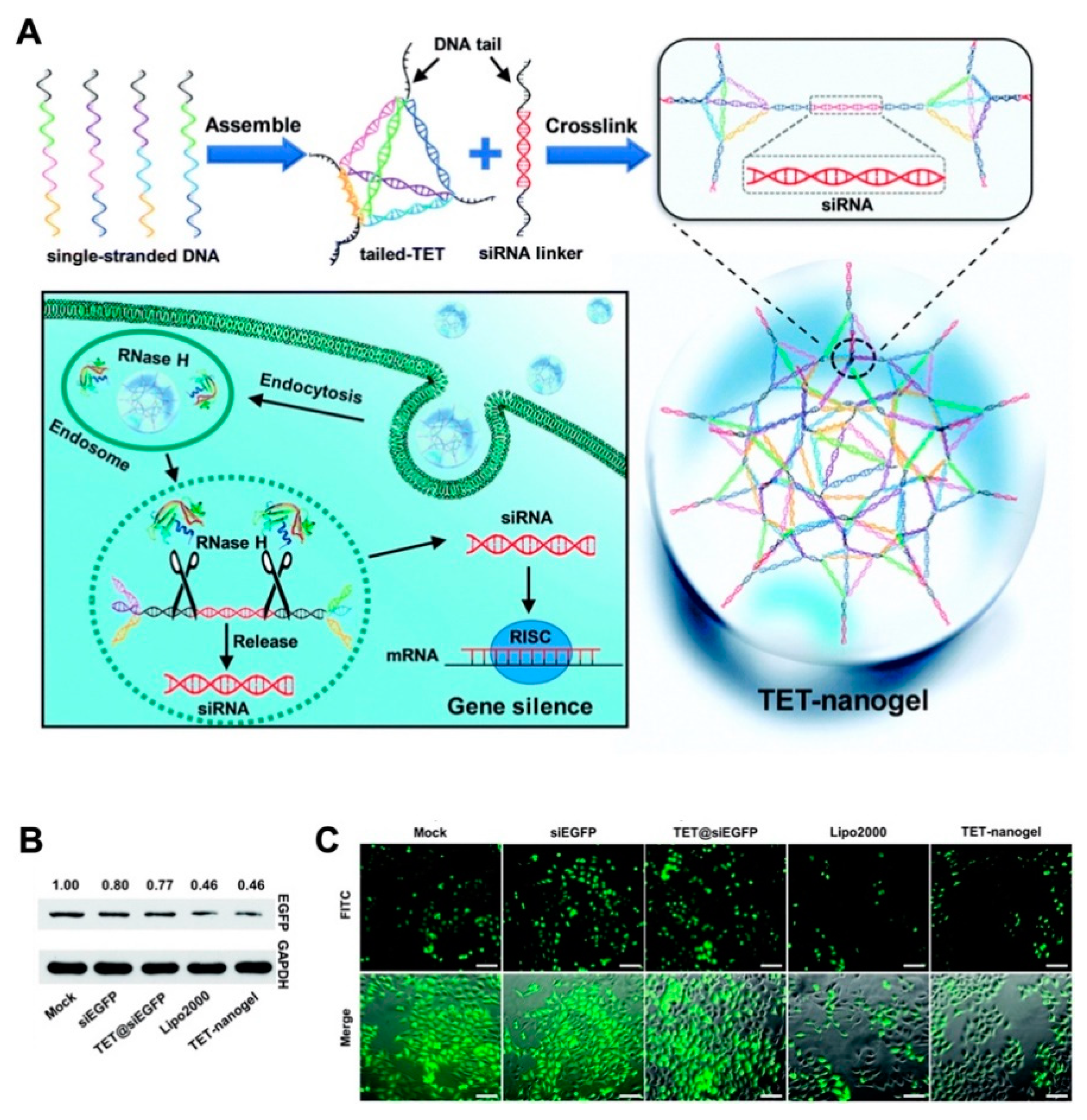 Pharmaceutics 12 00290 g008
