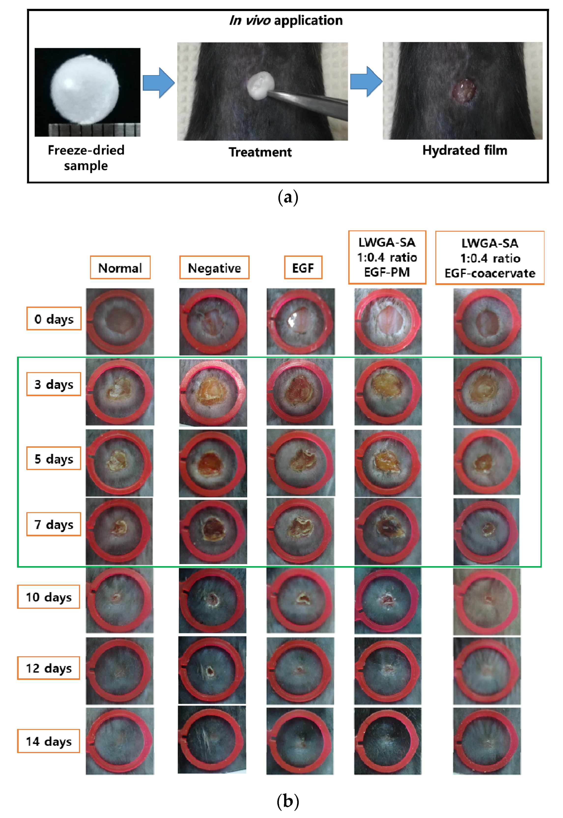 Pharmaceutics 12 00334 g003a