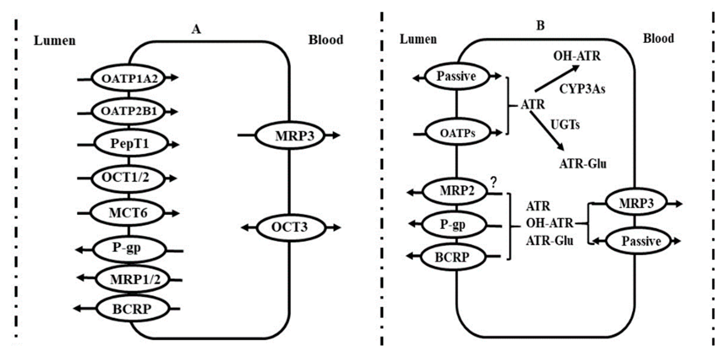 Pharmaceutics 12 00348 g002