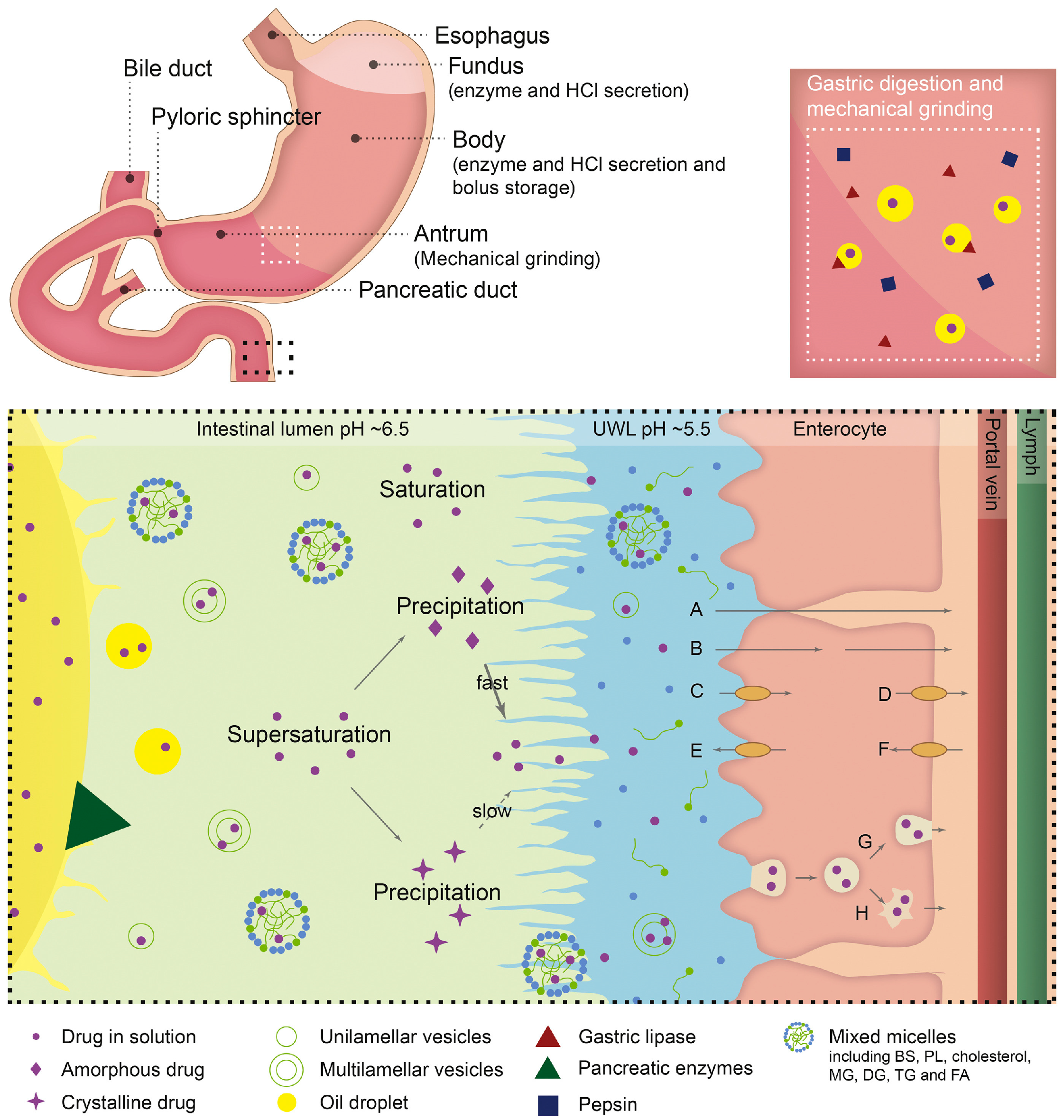 Pharmaceutics 12 00365 g001