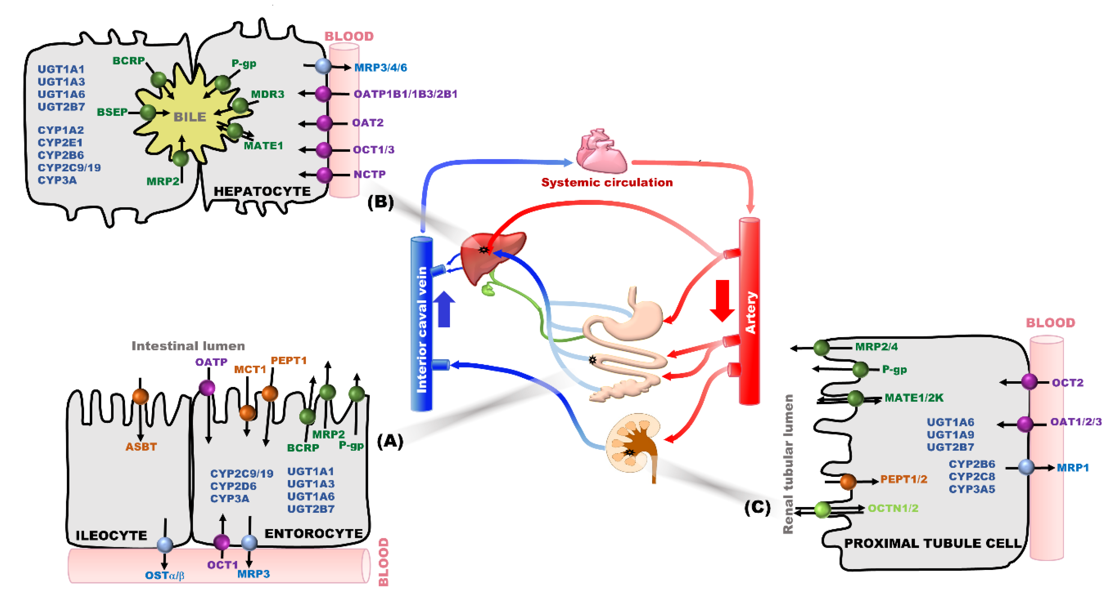 Pharmaceutics 12 00417 g001