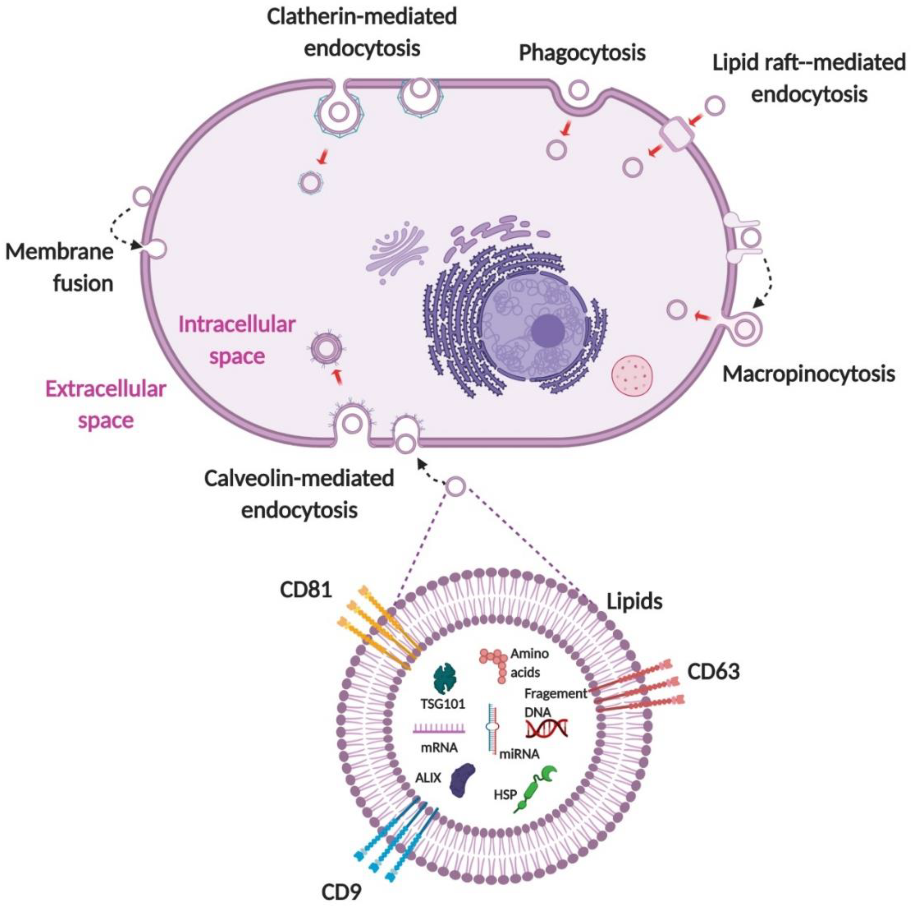 Pharmaceutics 12 00442 g004