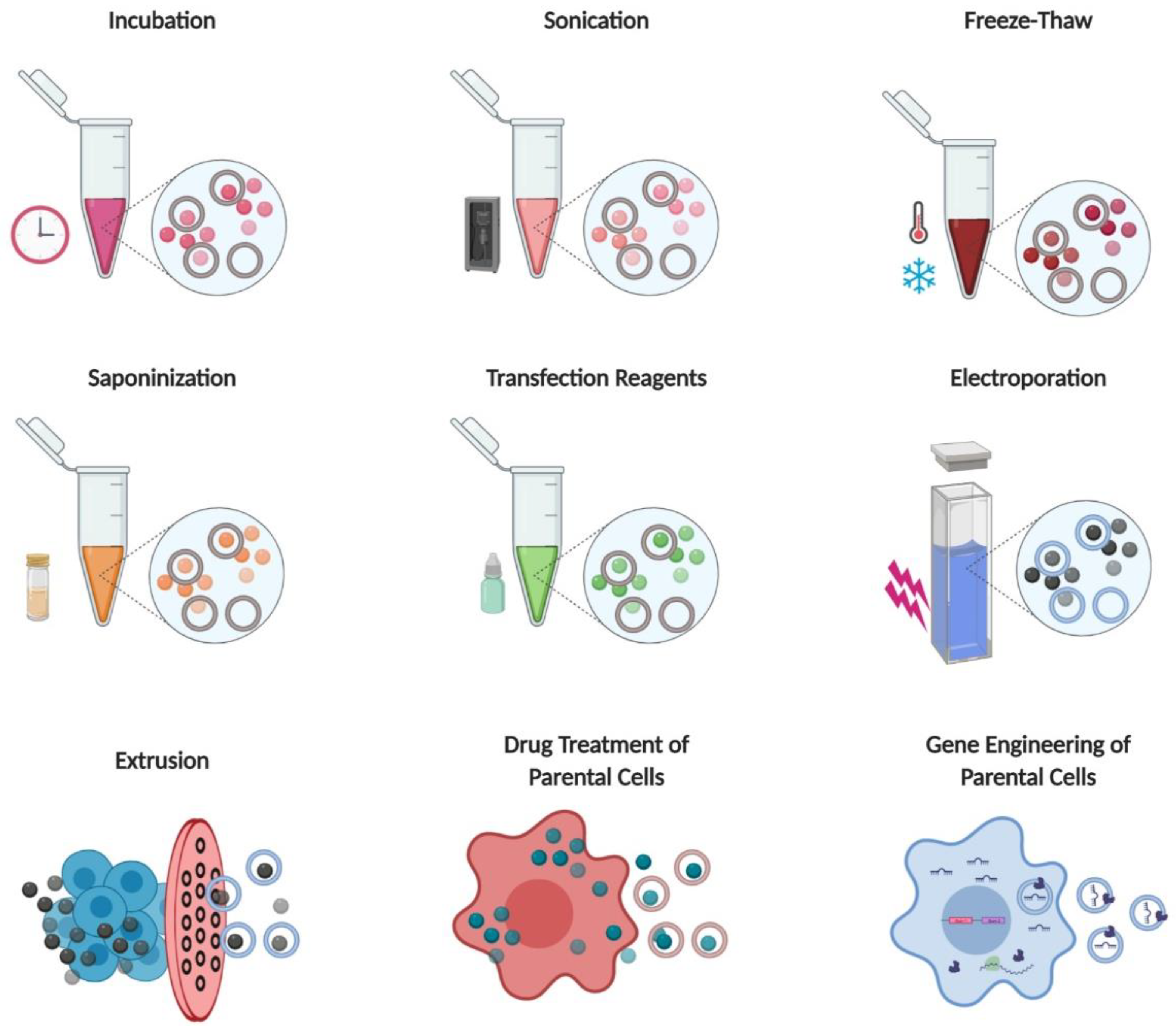 Pharmaceutics 12 00442 g005
