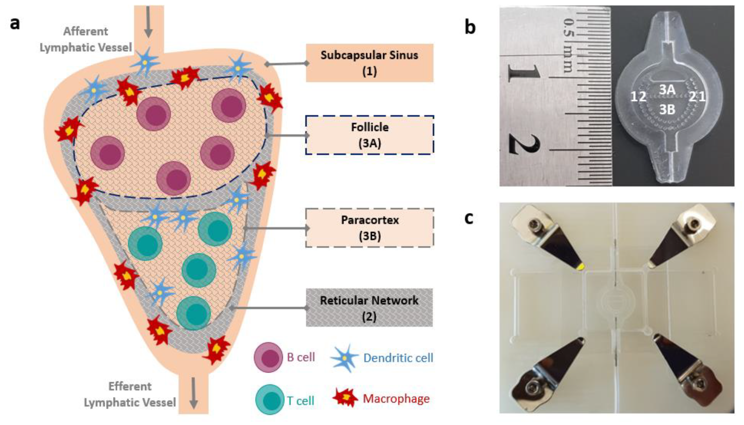 Pharmaceutics 12 00464 g001