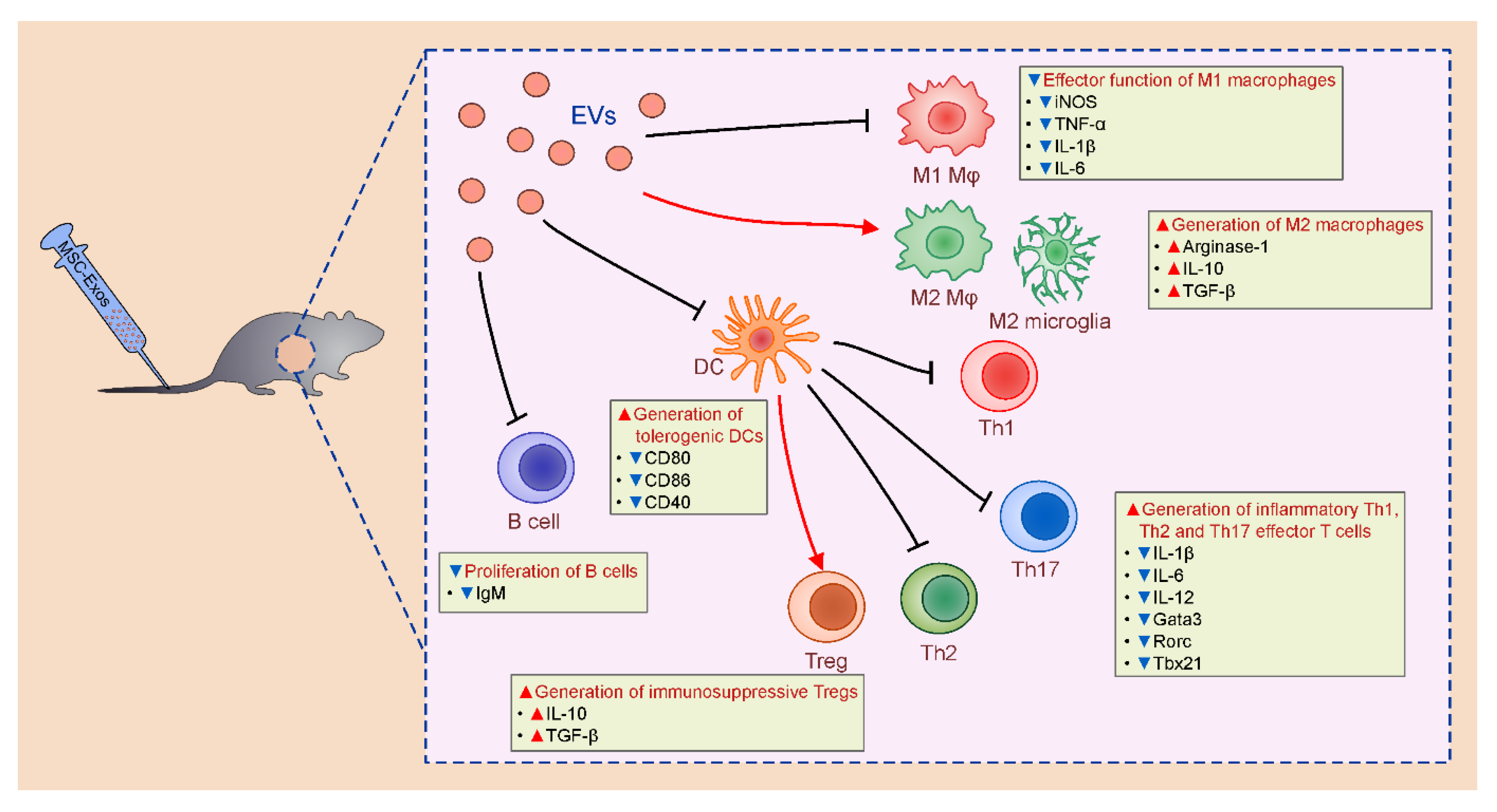 Pharmaceutics 12 00474 g002