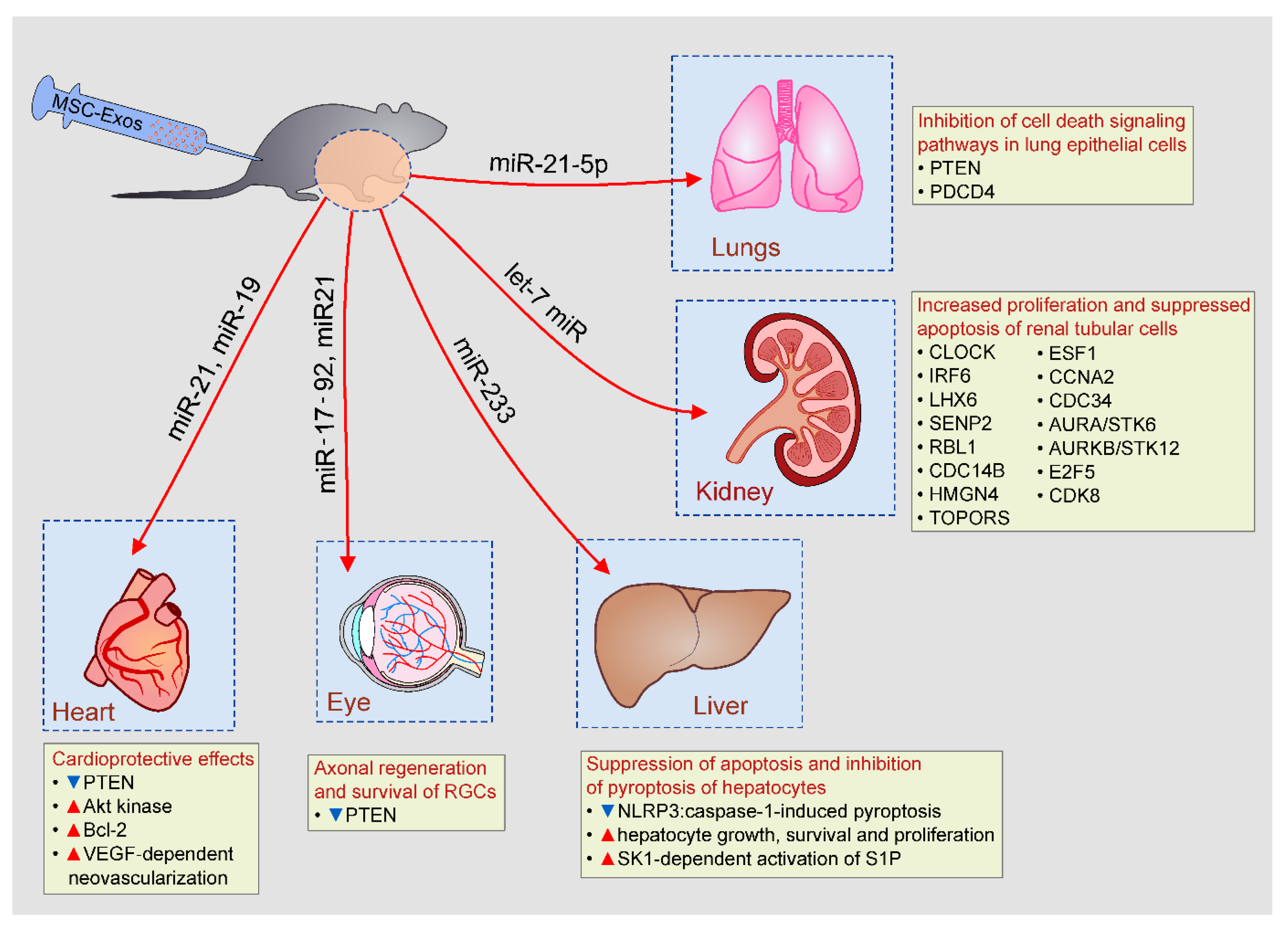Pharmaceutics 12 00474 g003