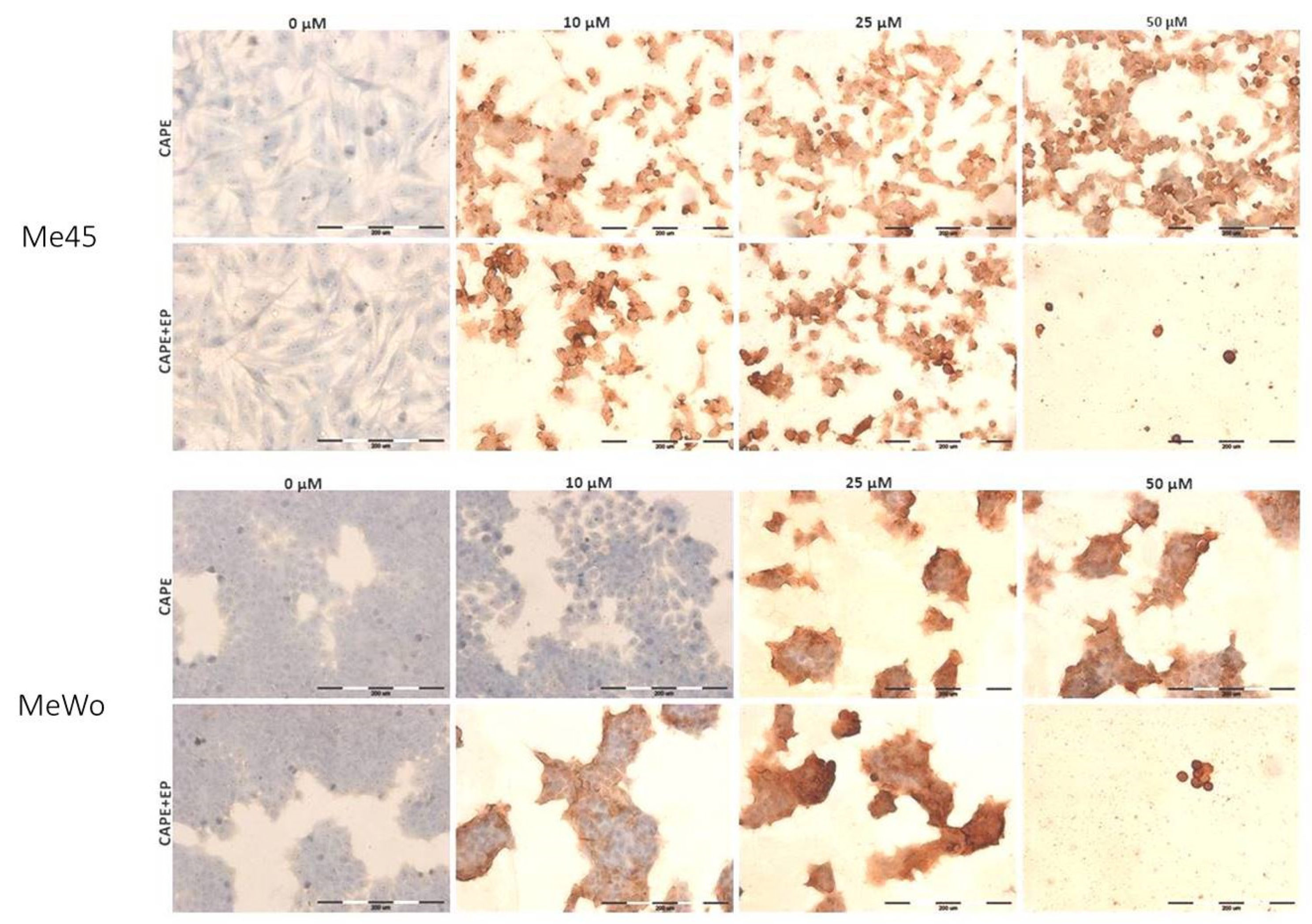 Pharmaceutics 12 00478 g005