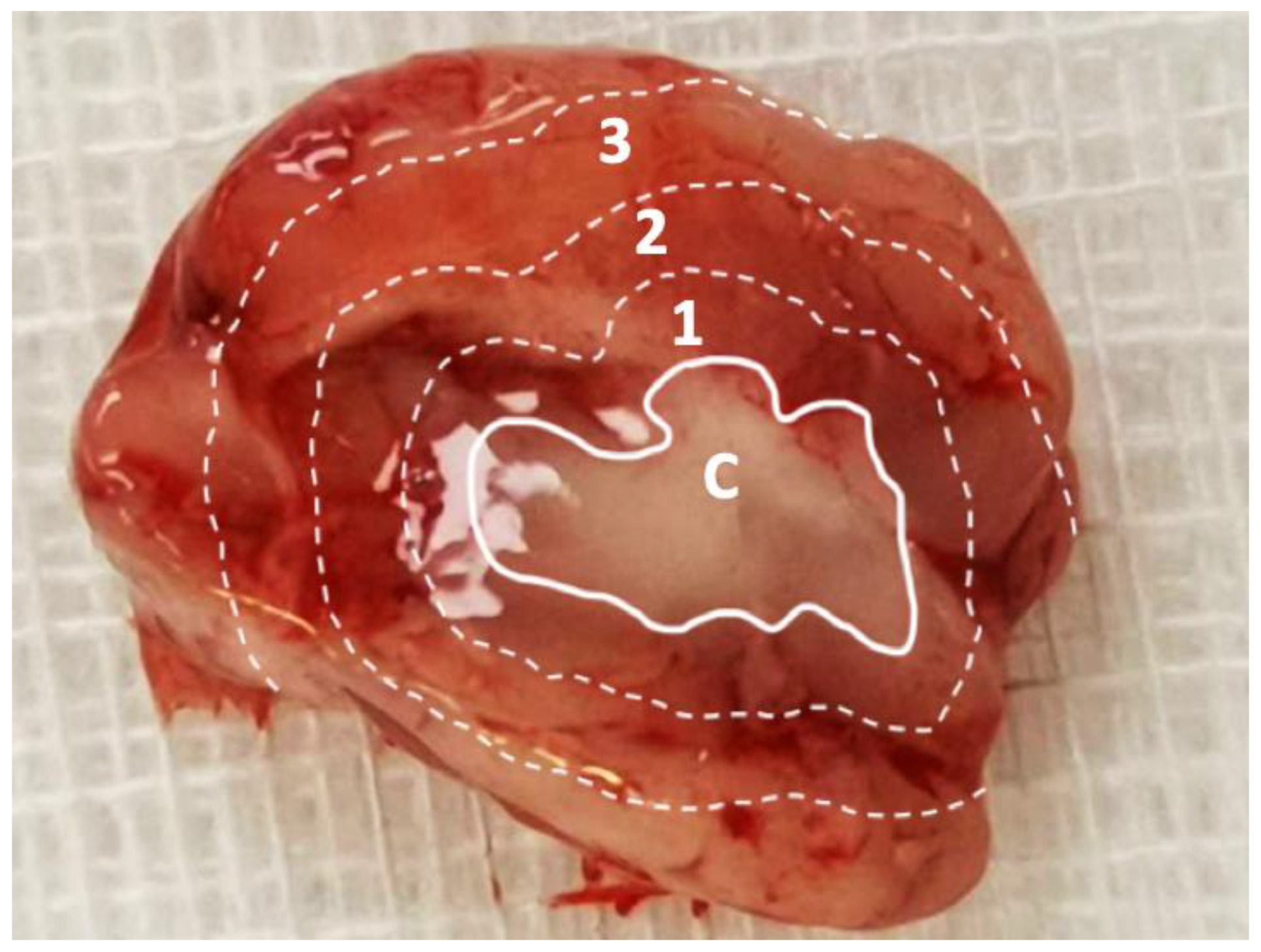 Pharmaceutics 12 00479 g001
