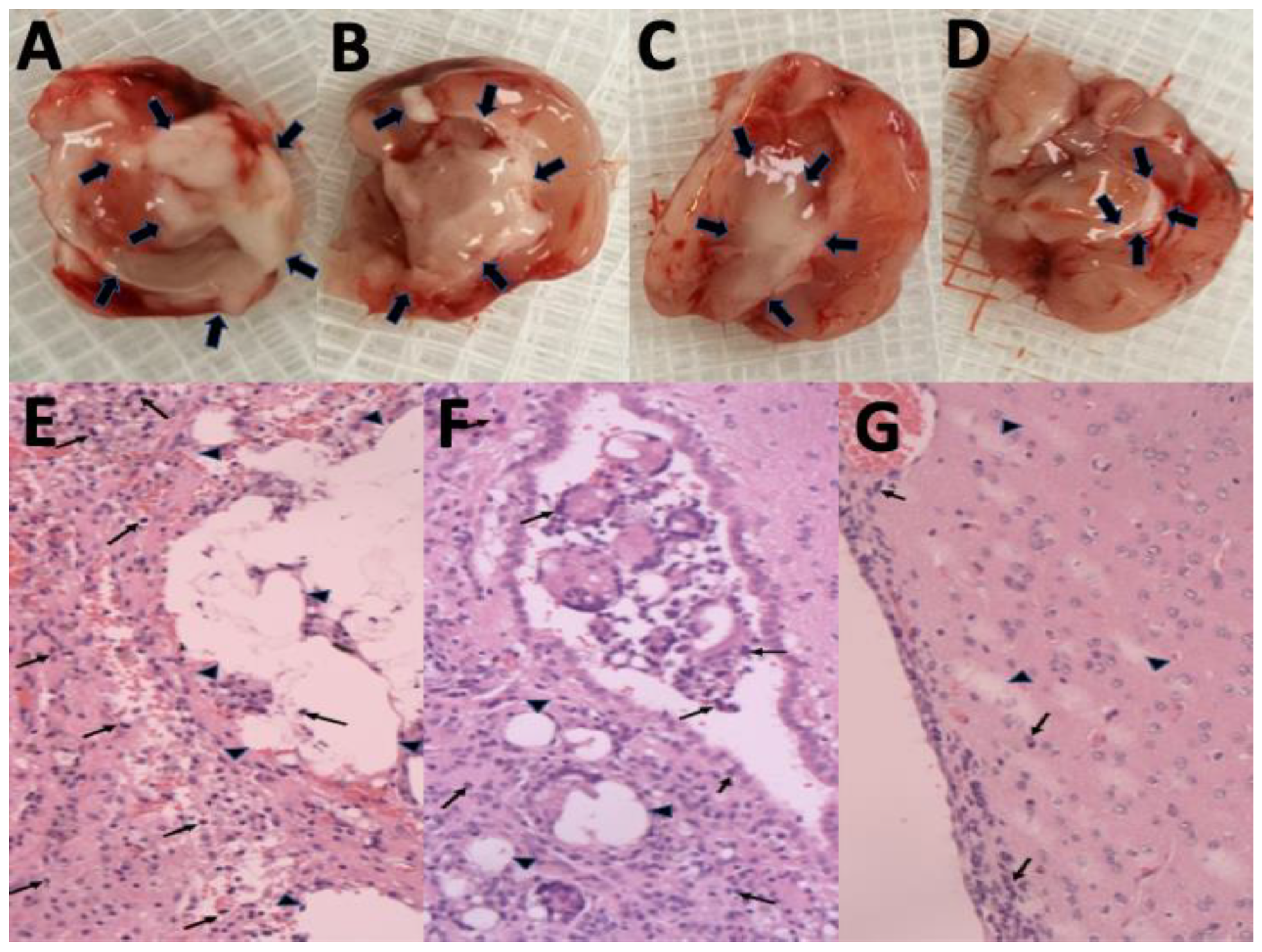Pharmaceutics 12 00479 g005