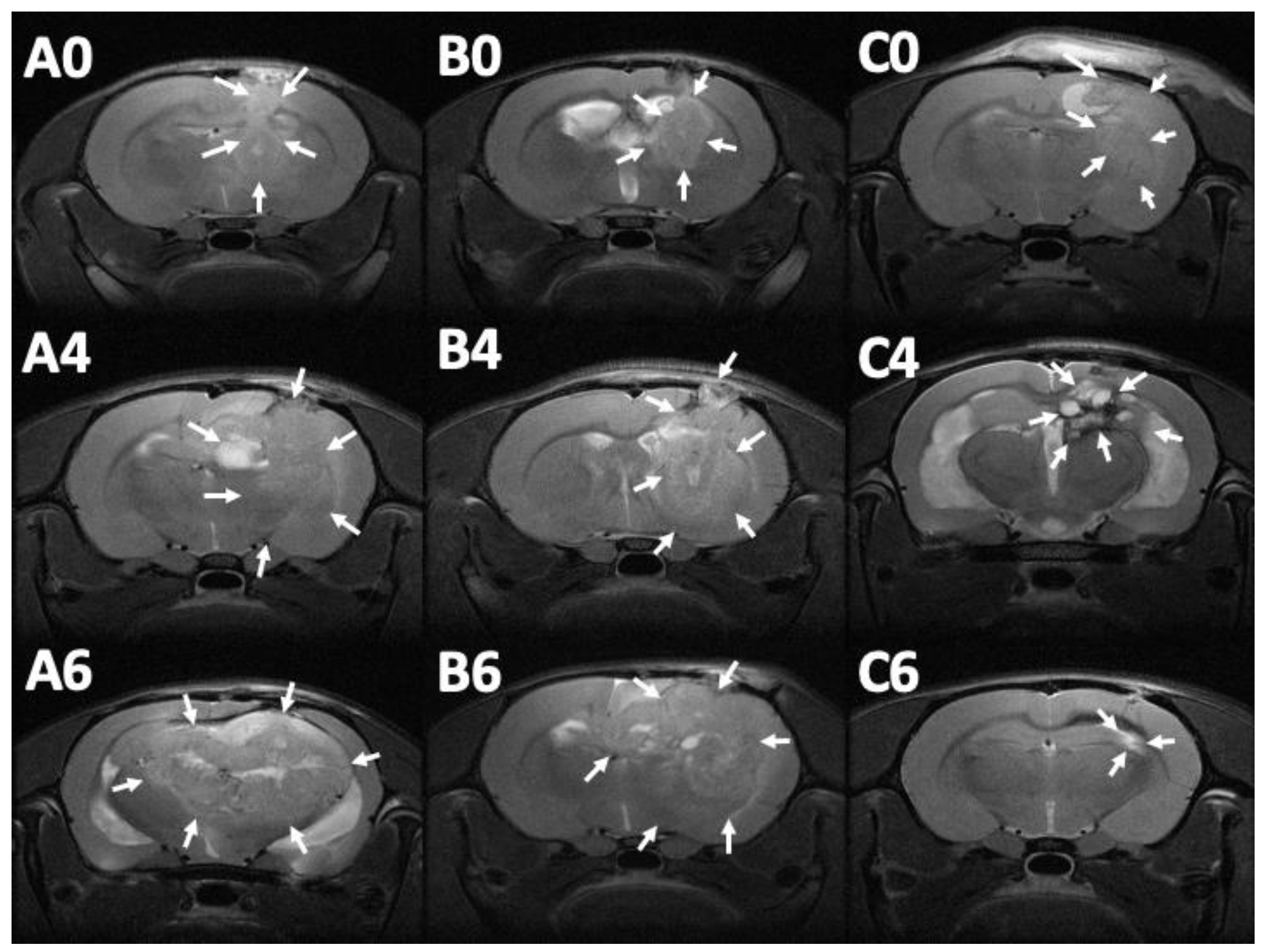 Pharmaceutics 12 00479 g008