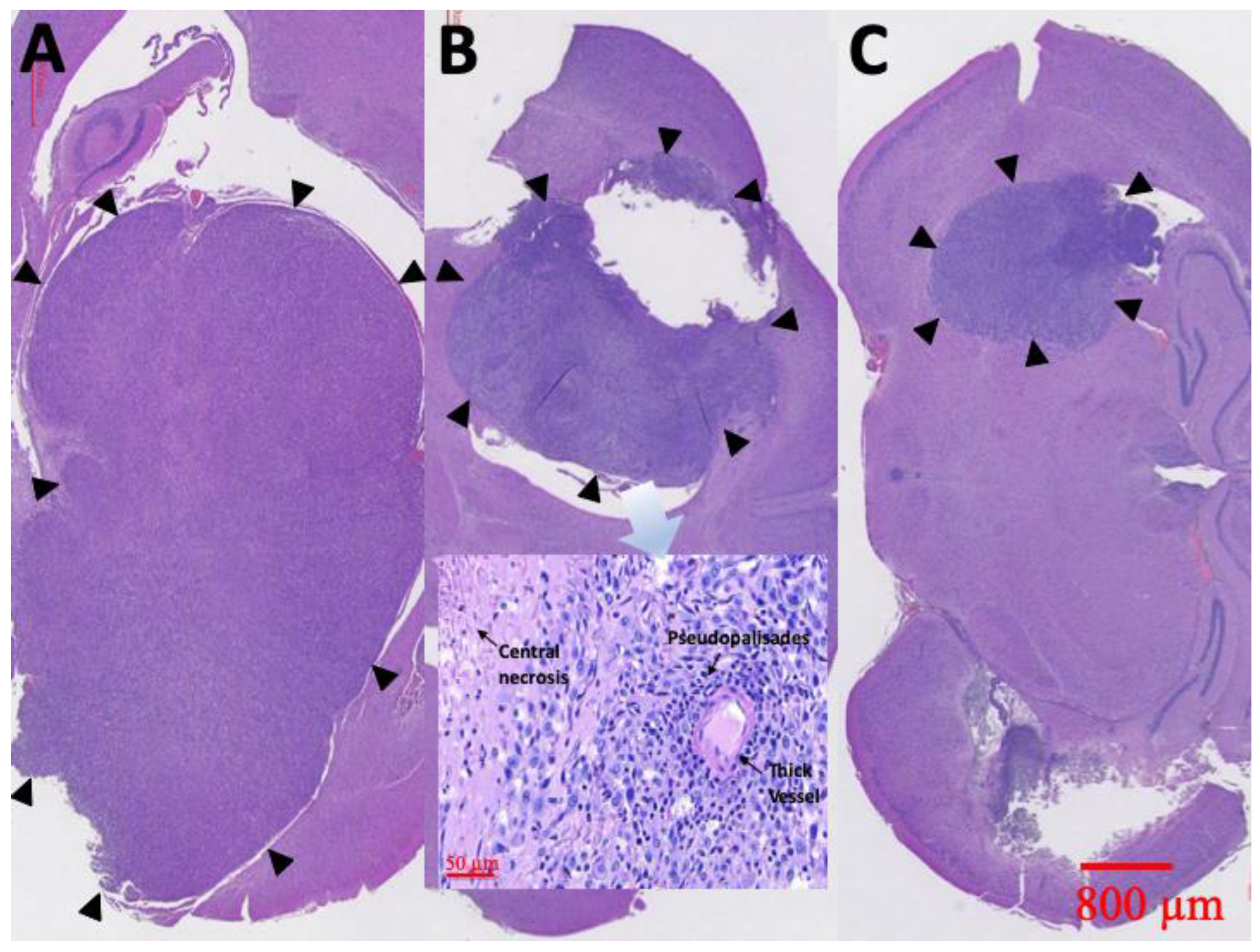 Pharmaceutics 12 00479 g010