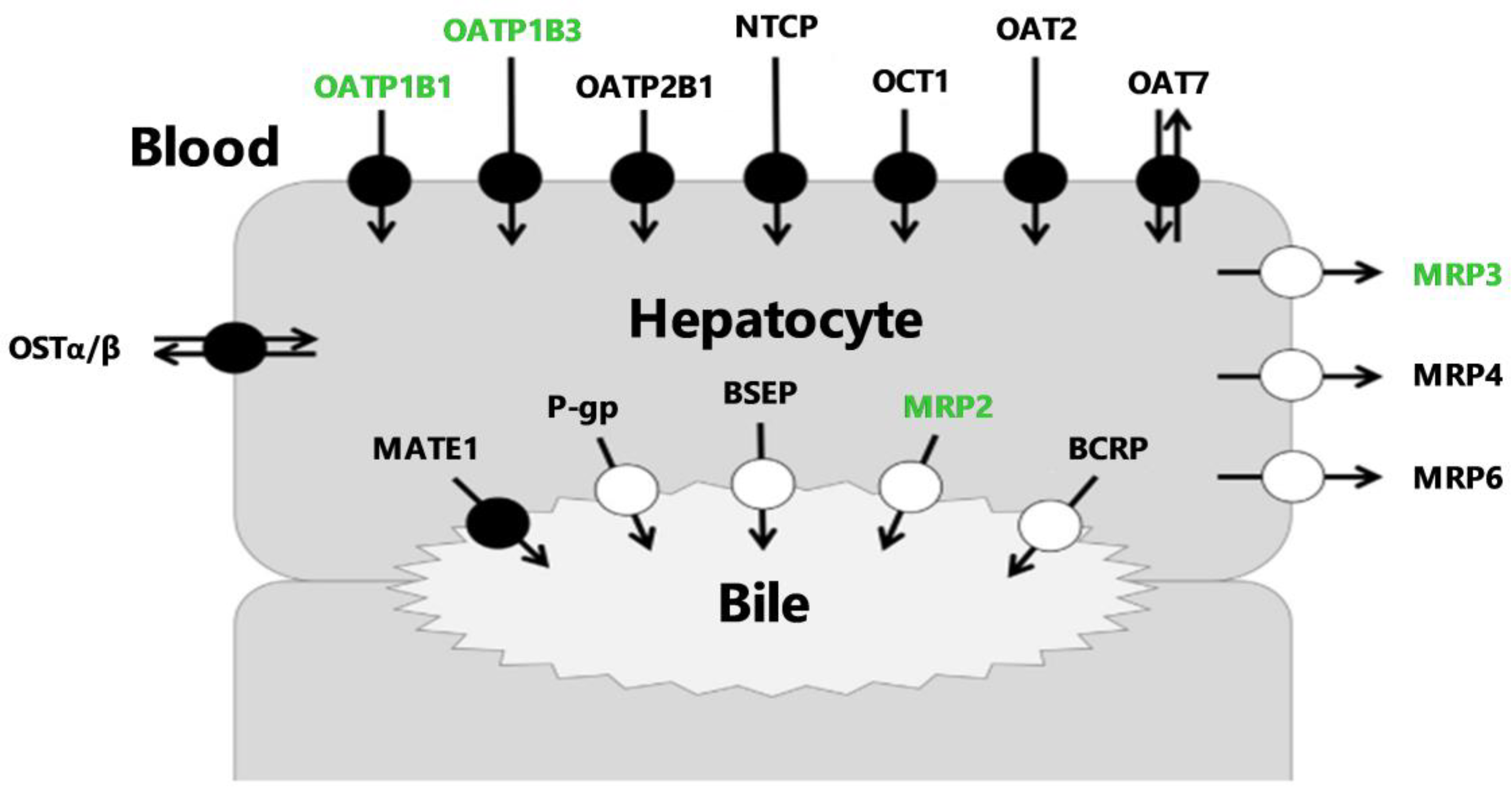 Pharmaceutics 12 00486 g001