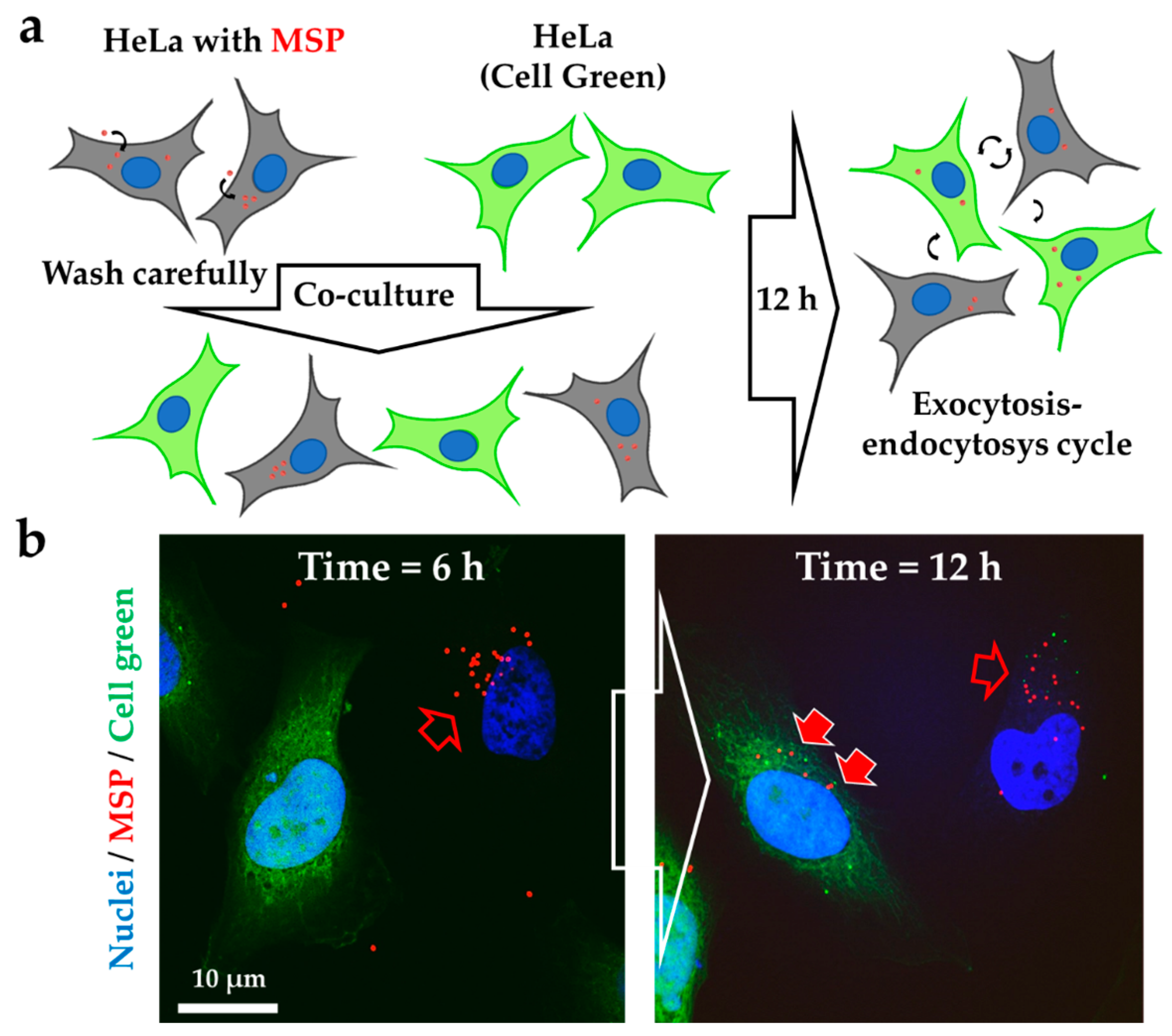 Pharmaceutics 12 00487 g003 Pharmaceutics 12 00487 g003