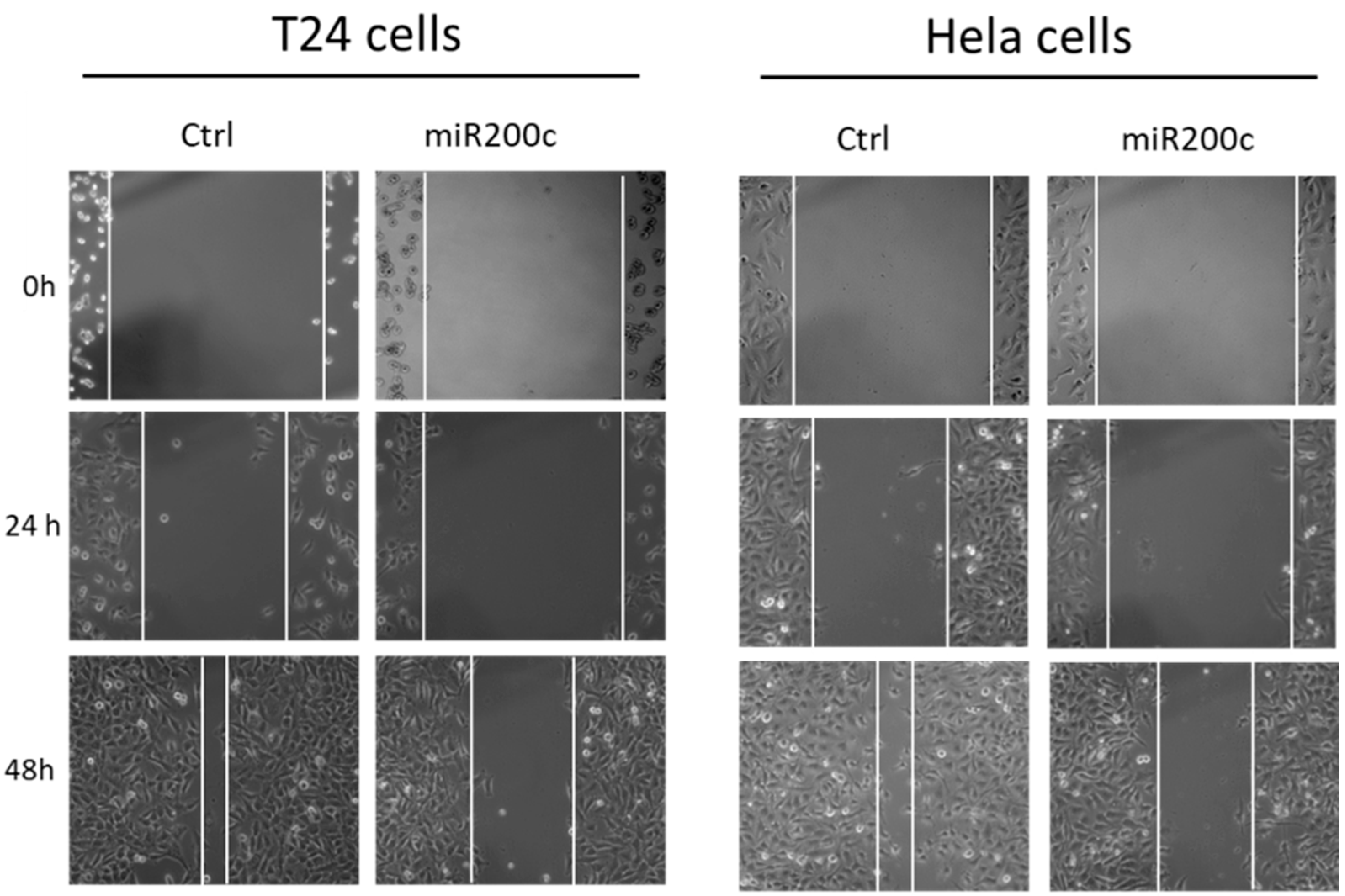 Pharmaceutics 12 00505 g007 Pharmaceutics 12 00505 g007