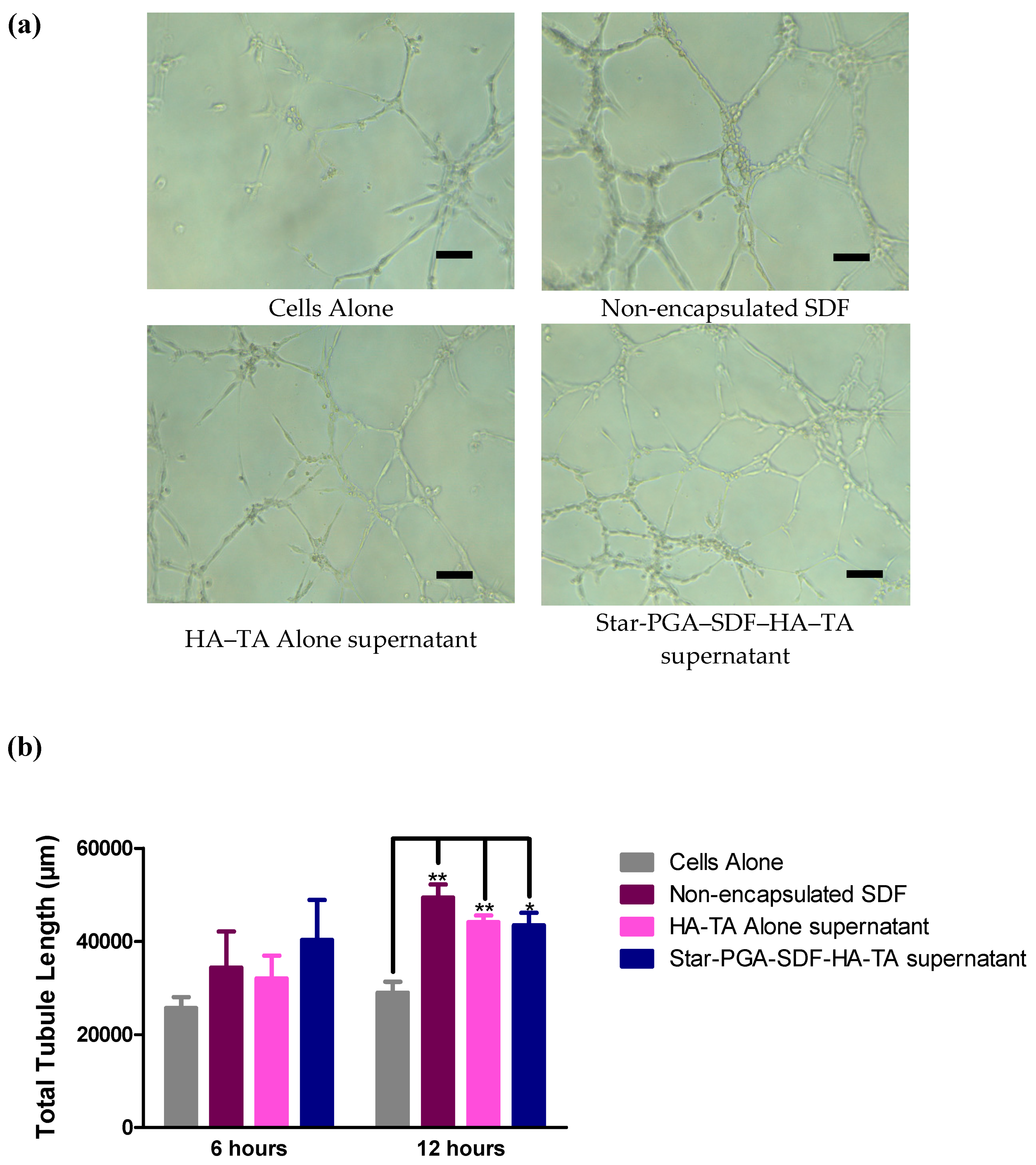 Pharmaceutics 12 00513 g008
