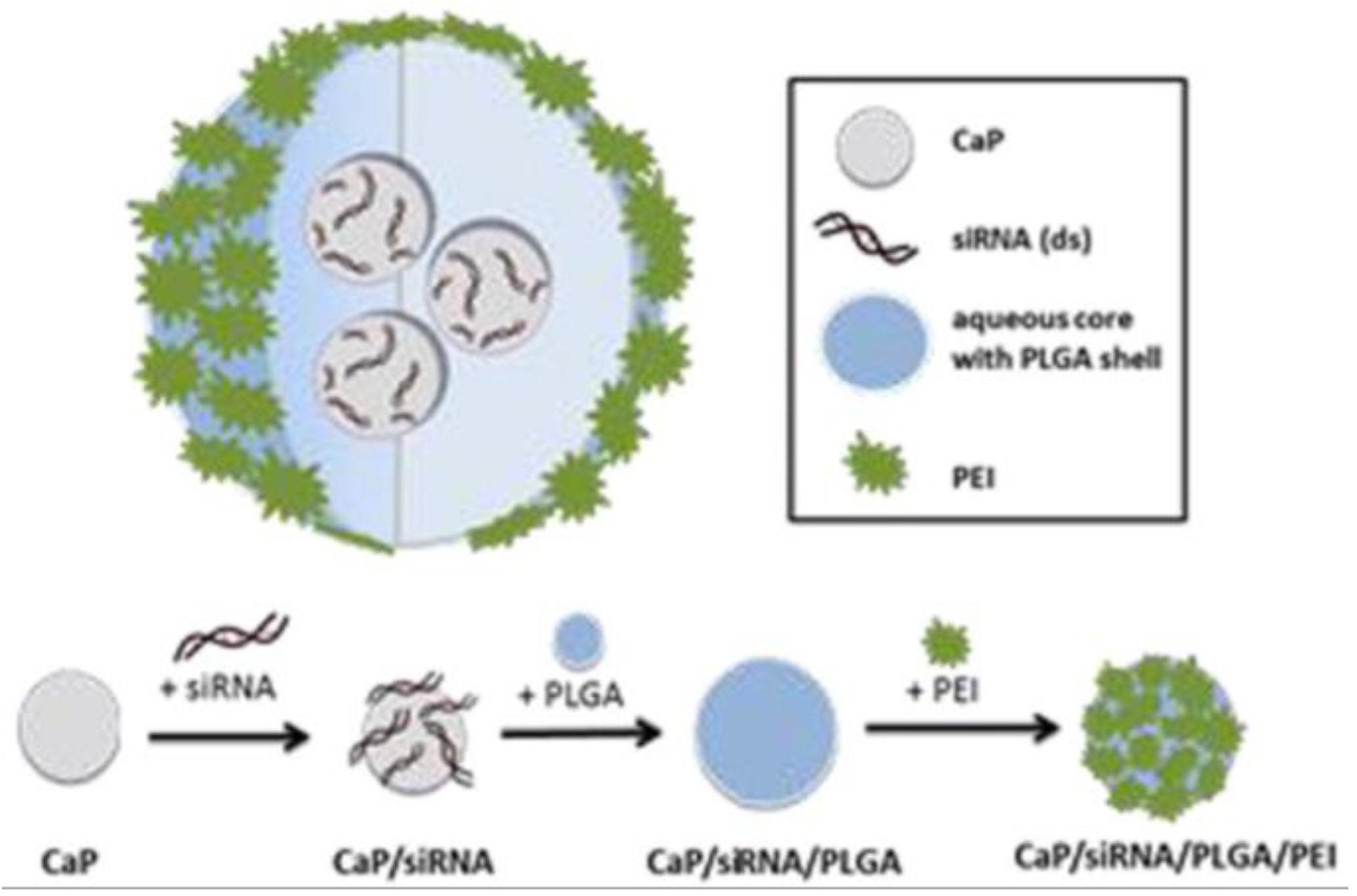 Pharmaceutics 12 00539 g003