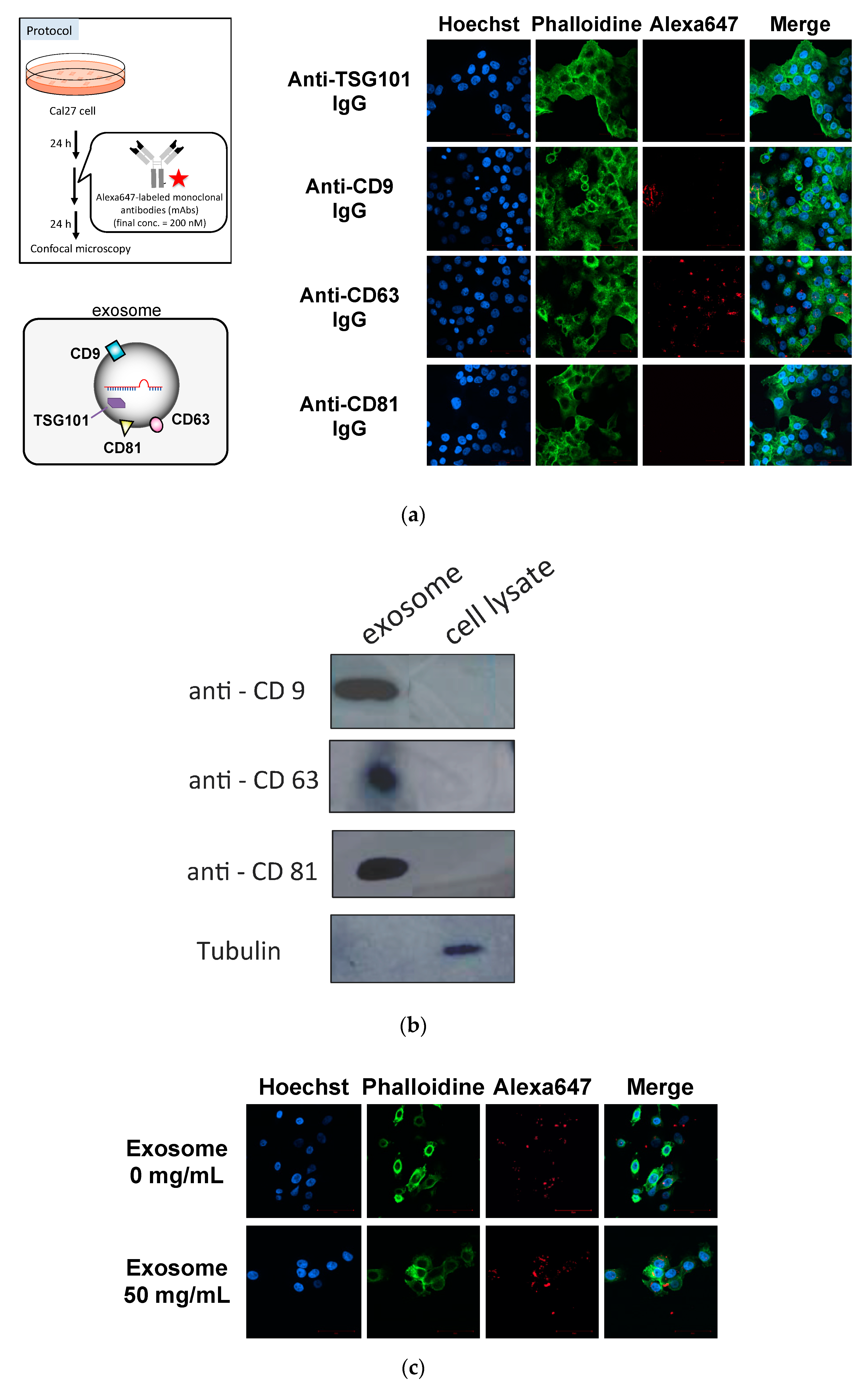 Pharmaceutics 12 00545 g002 Pharmaceutics 12 00545 g002