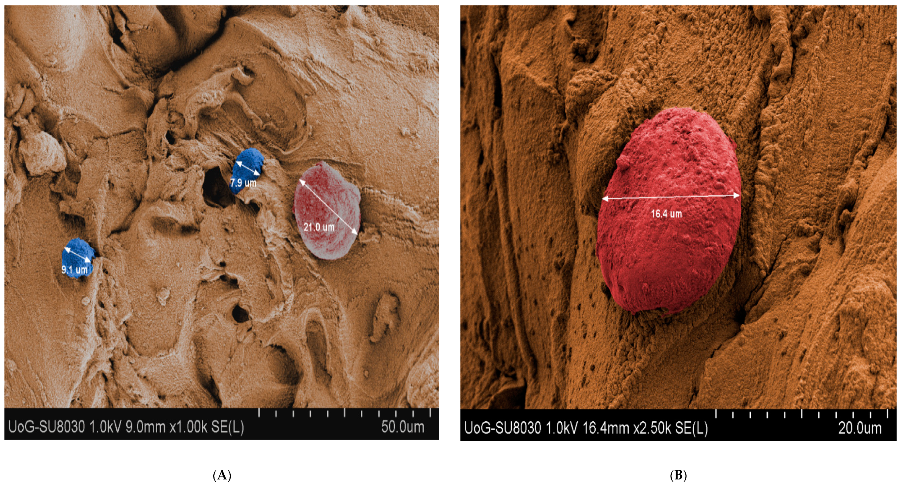 Pharmaceutics 12 00550 g008 Pharmaceutics 12 00550 g008