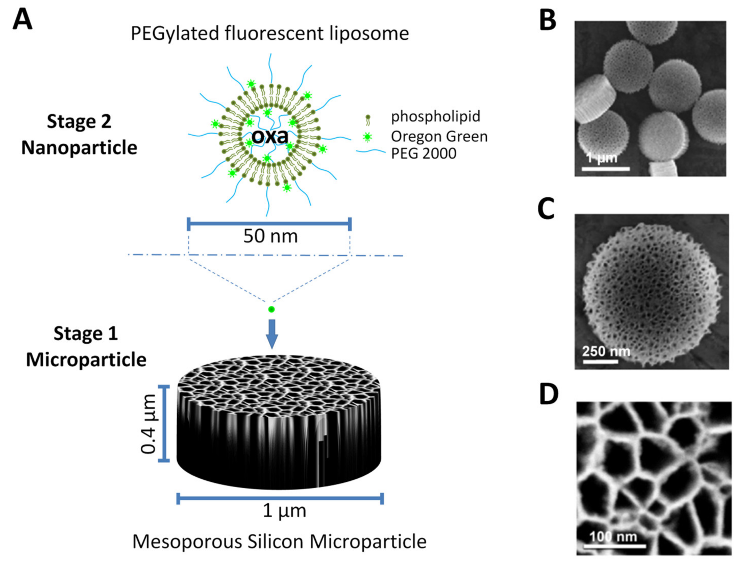 Pharmaceutics 12 00559 g001