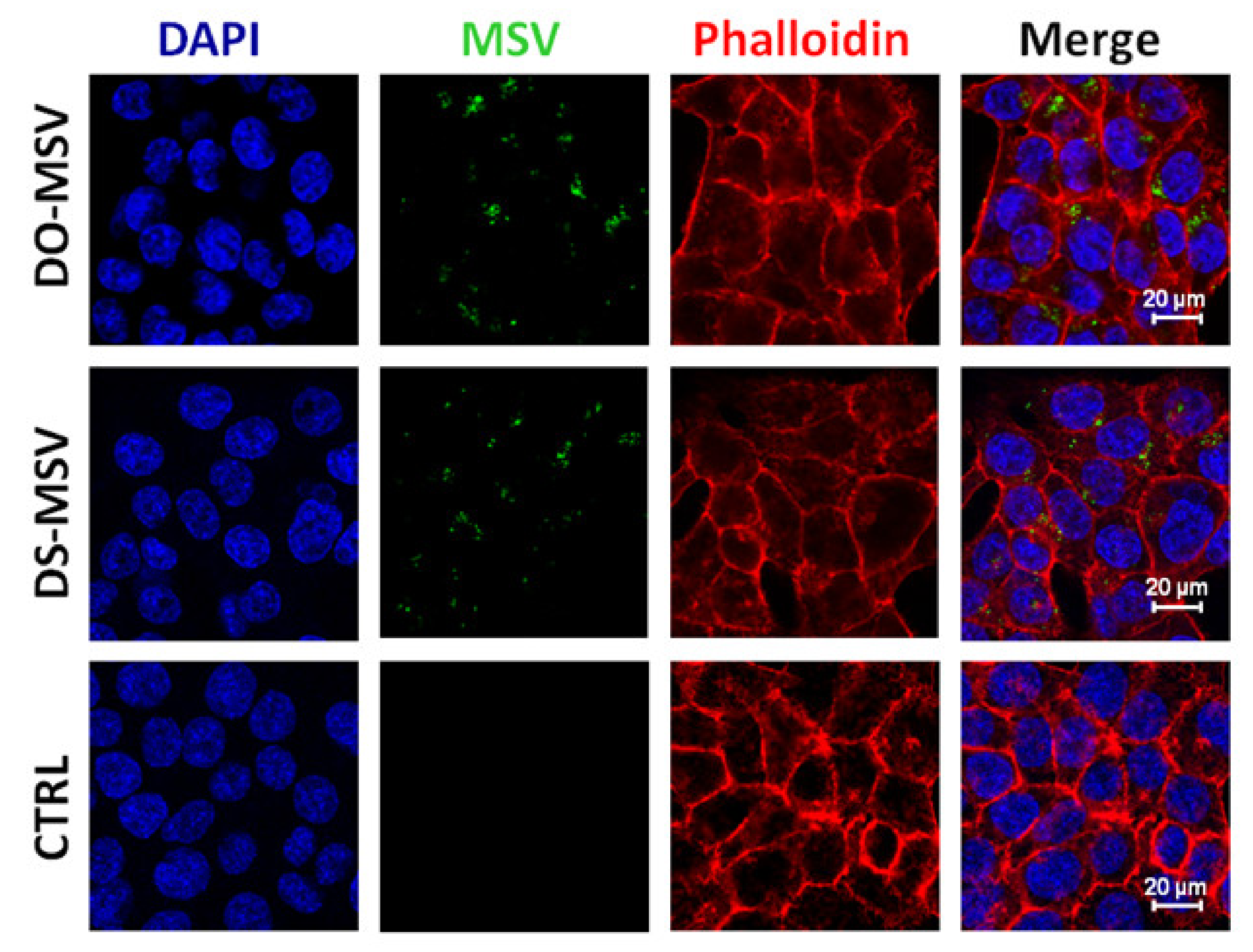 Pharmaceutics 12 00559 g008