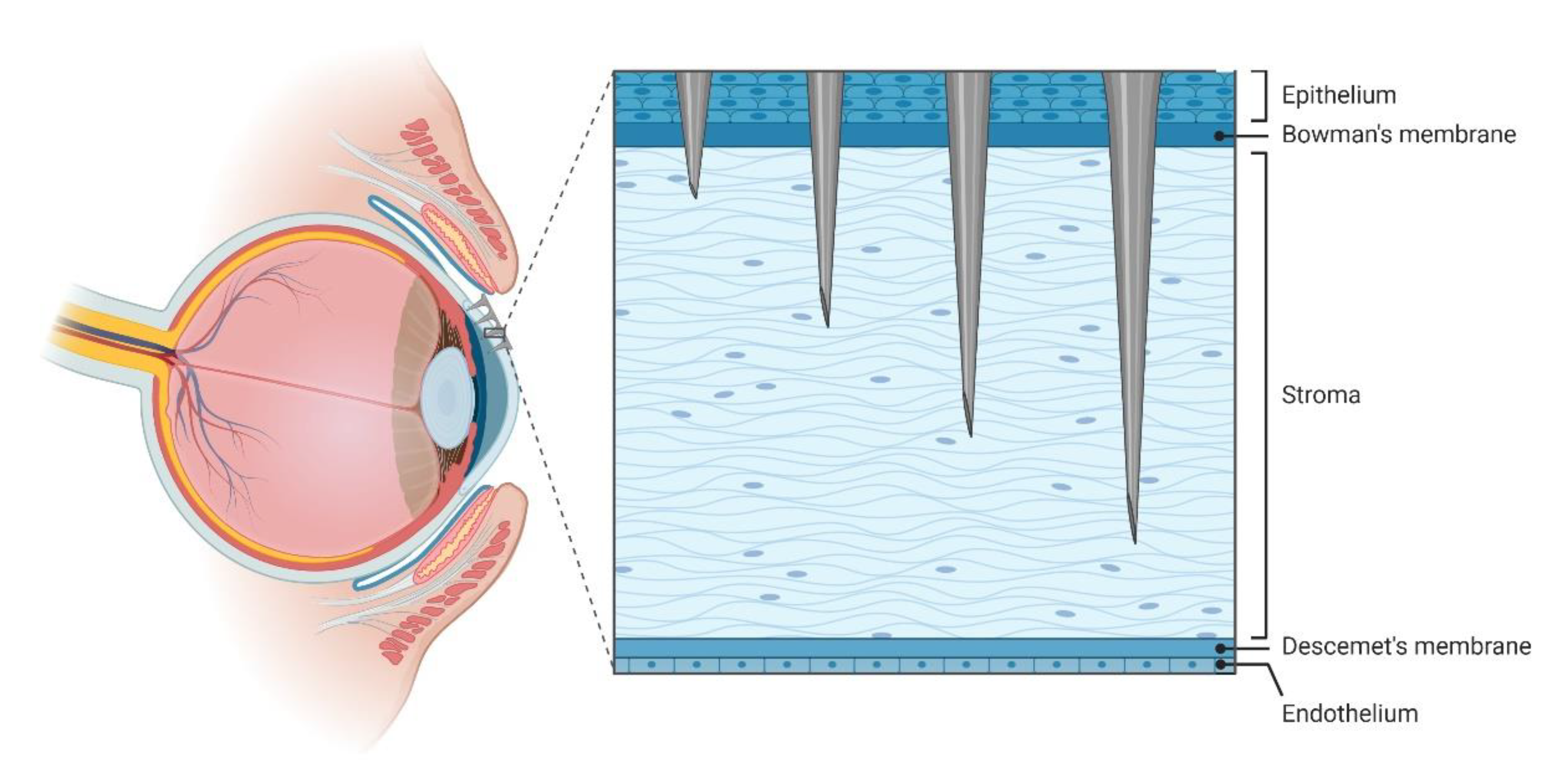 Pharmaceutics 12 00569 g008